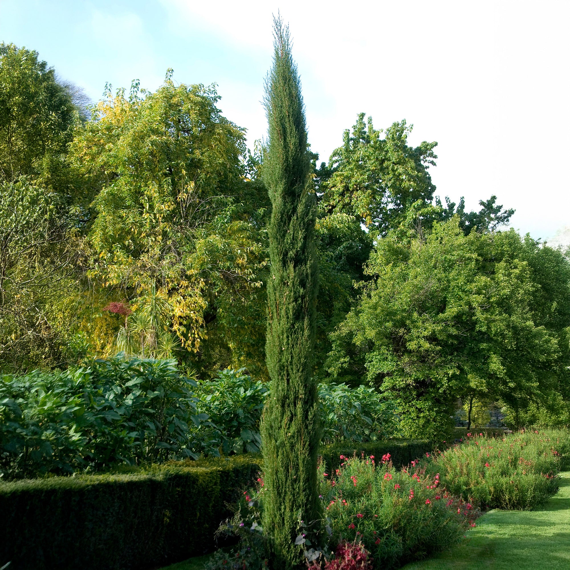 Cyprès d'Italie Stricta - Image 2