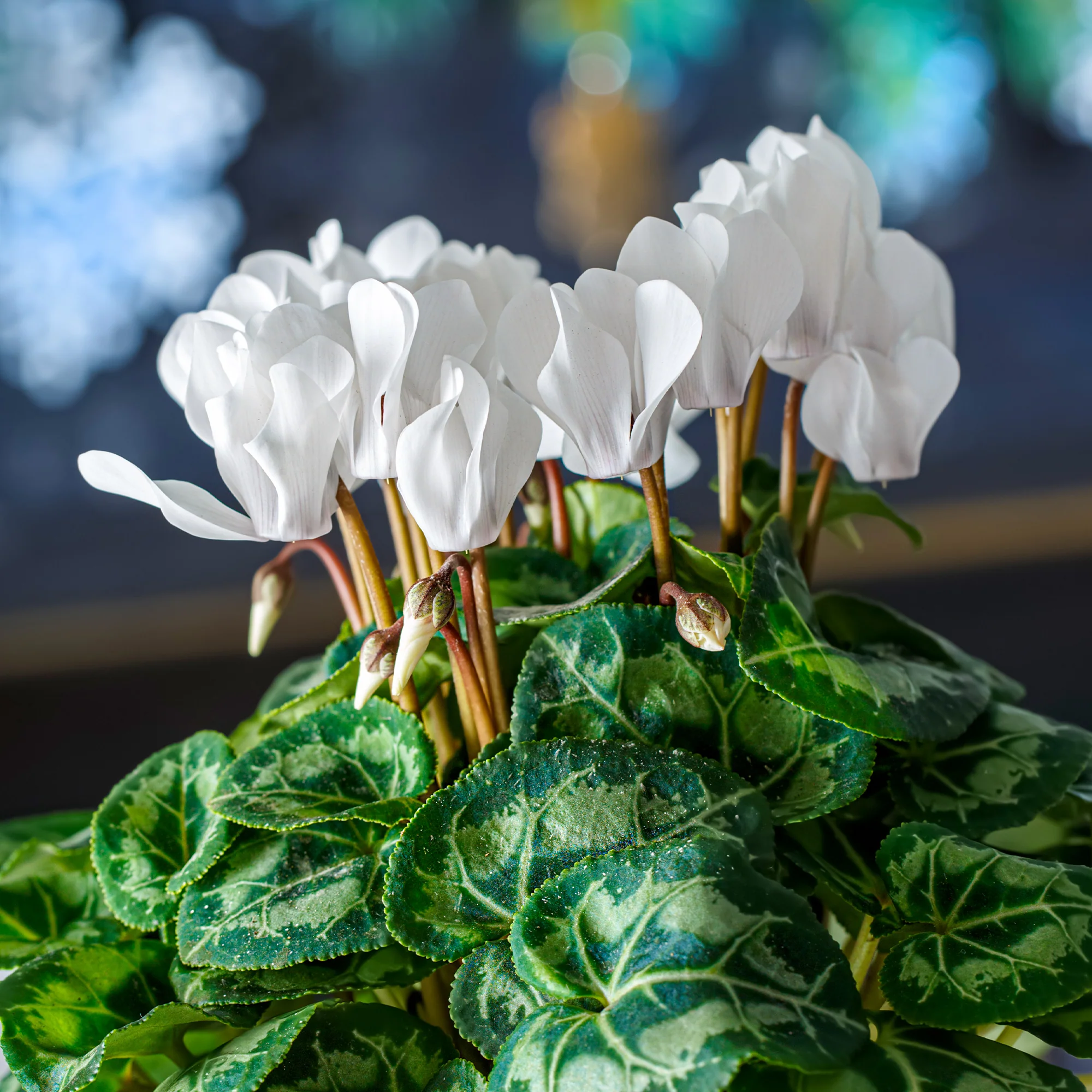 3 Cyclamens blancs