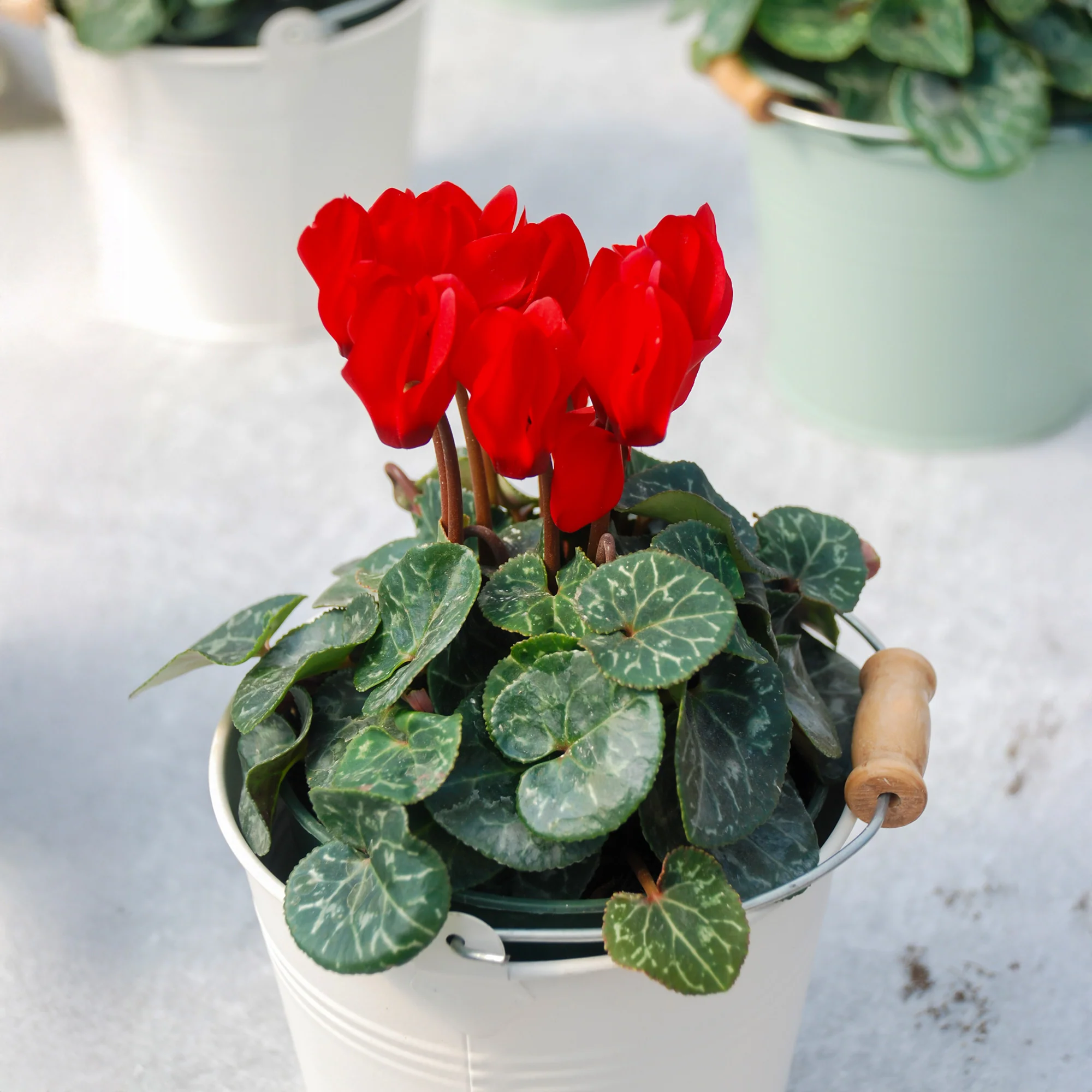 3 Cyclamens rouges