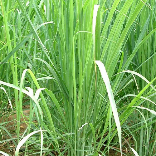 Cymbopogon citratus