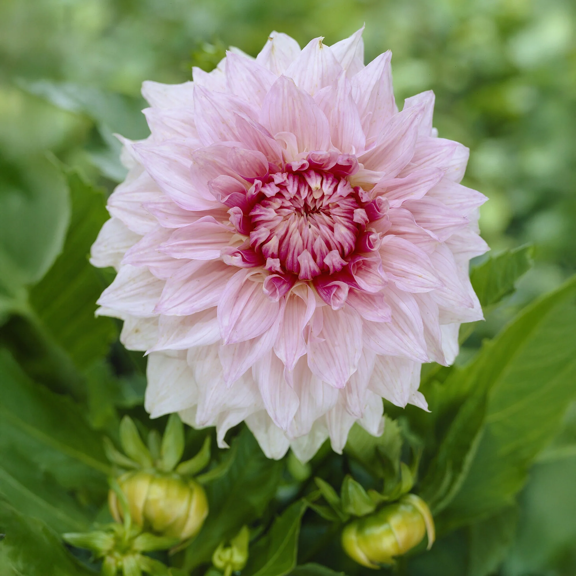 Dahlia à grandes fleurs Shiloh Noelle - Image 2
