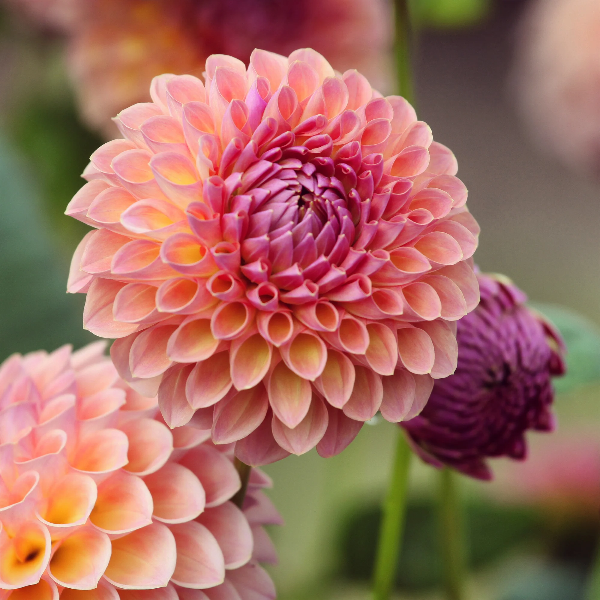 Dahlia ball Jowey Winnie
