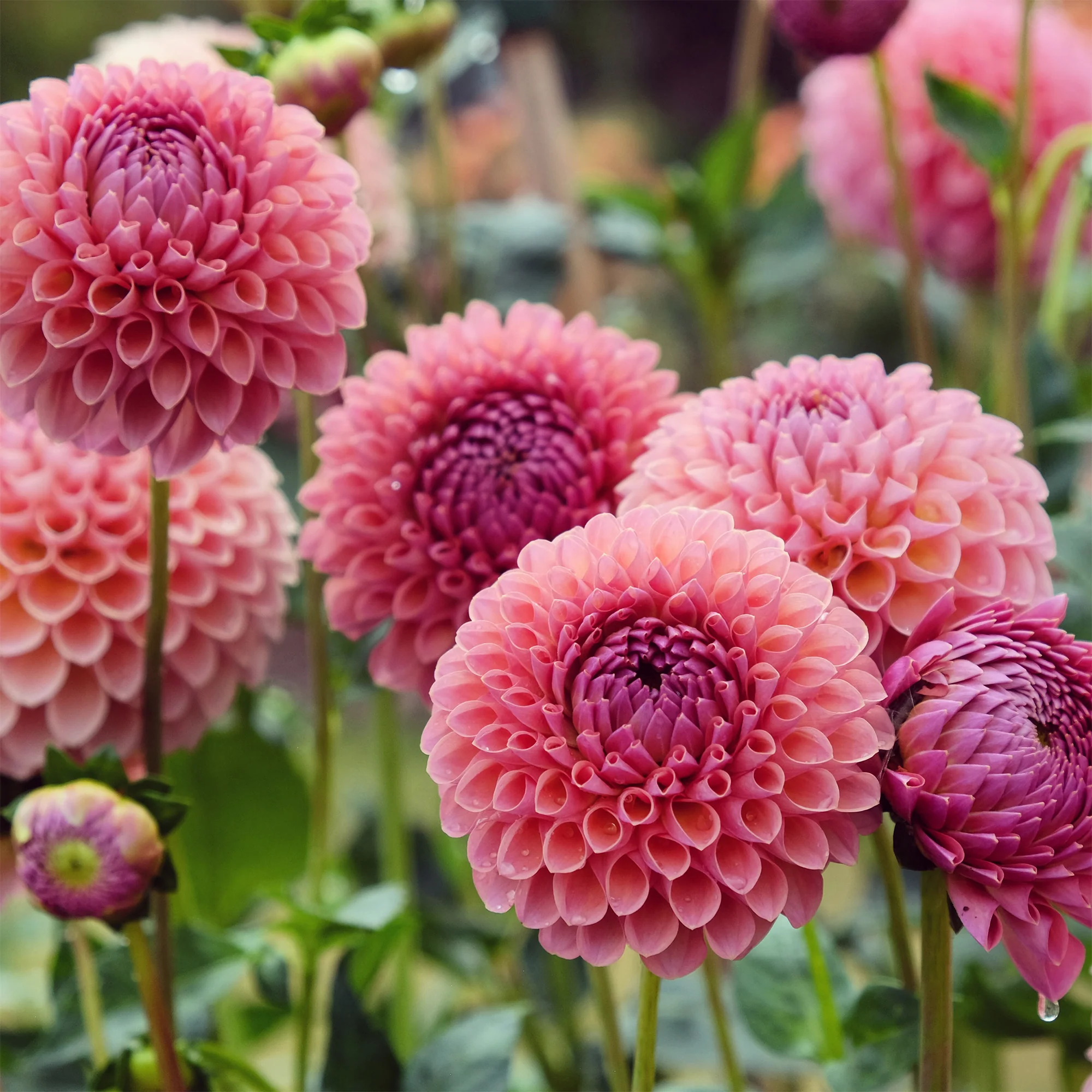 Dahlia ball Jowey Winnie - Image 3