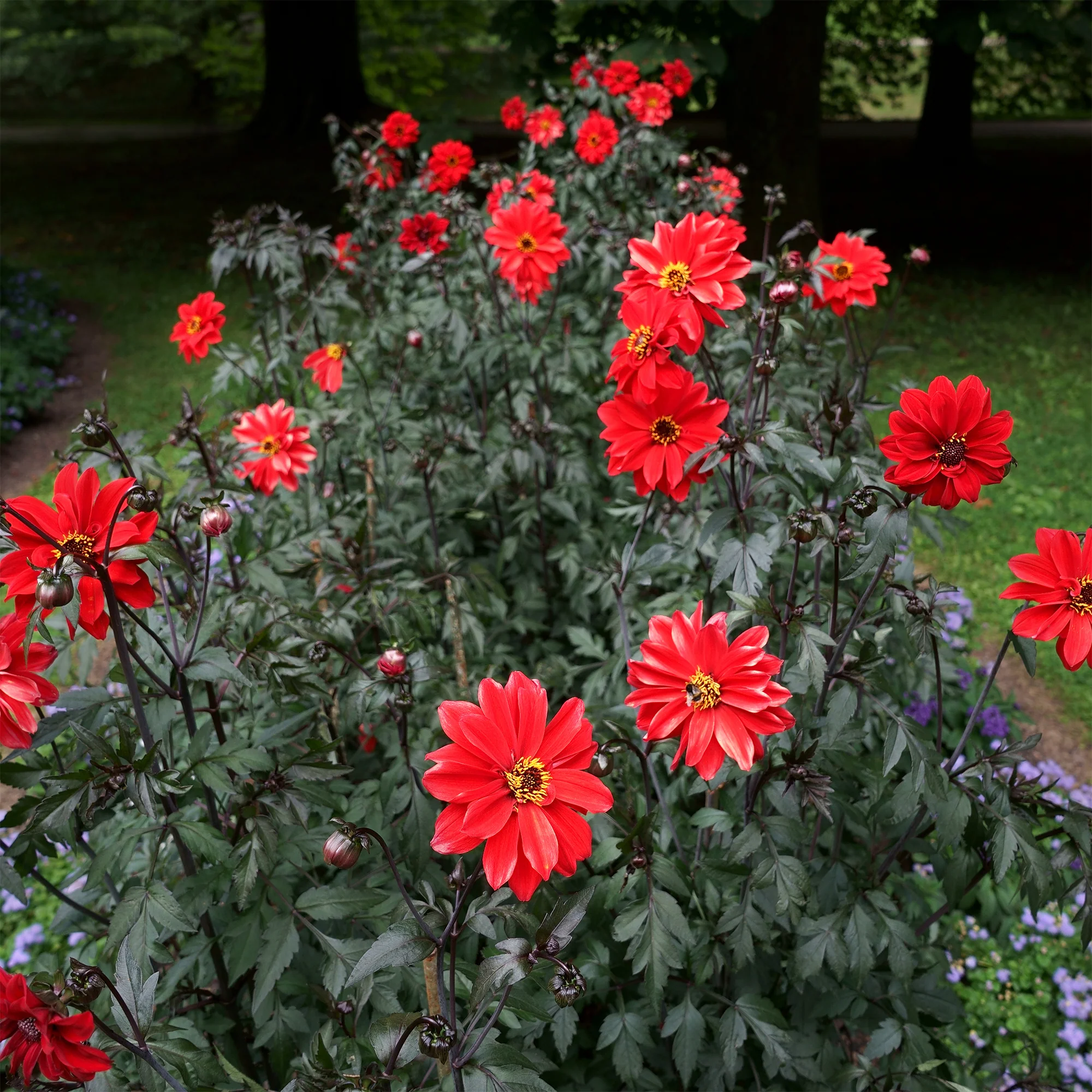 Dahlia Bishop of Llandaff - Image 3