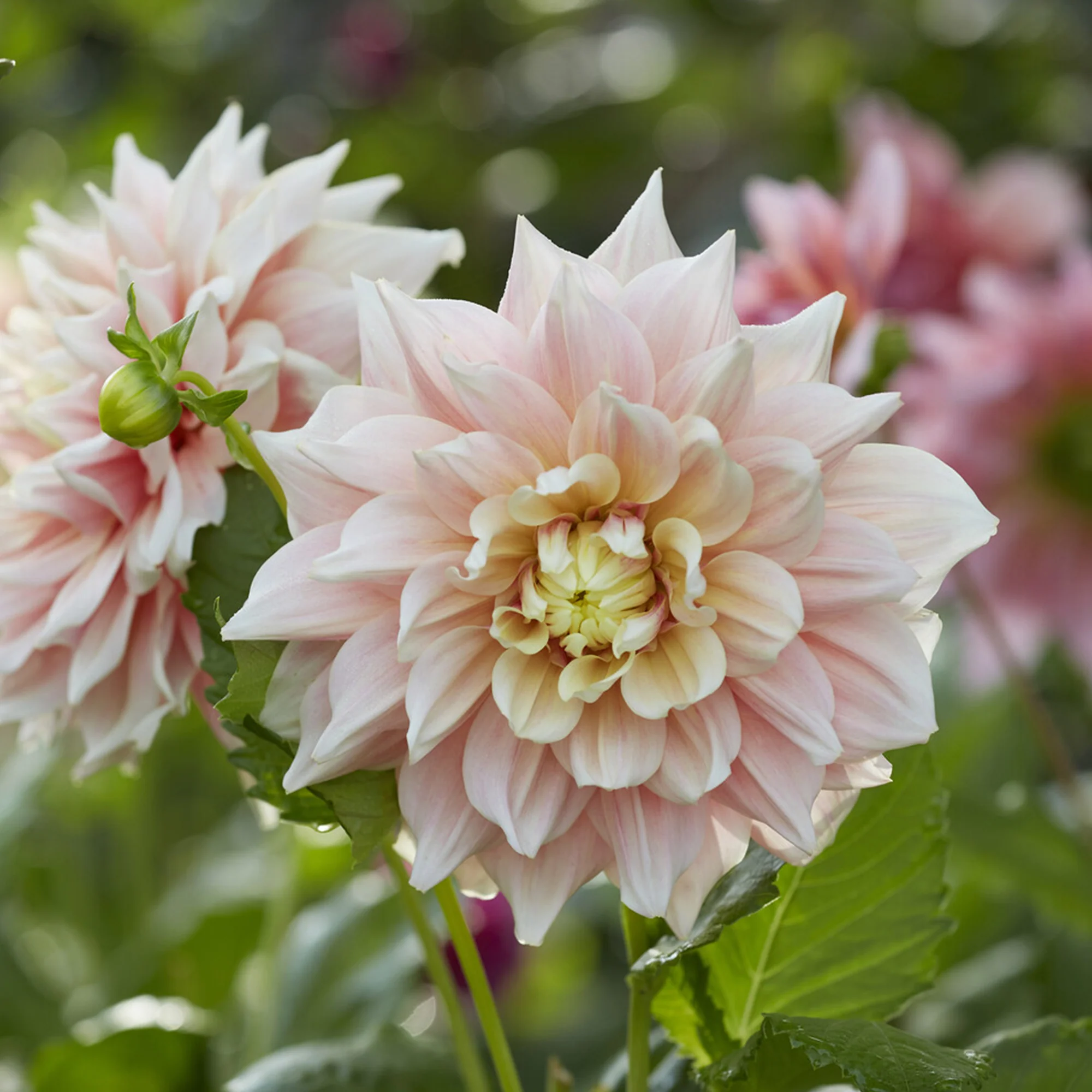 Dahlia à grandes fleurs Break Out