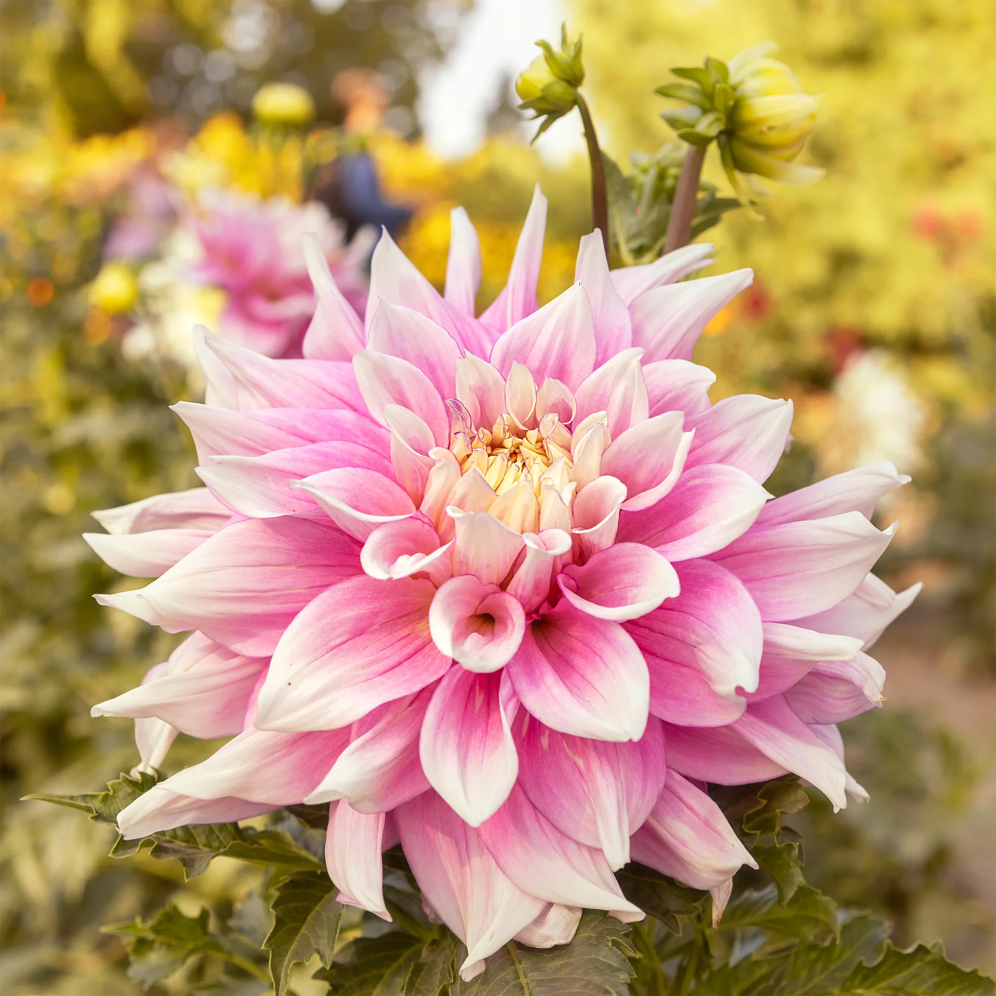Dahlia à grandes fleurs Break Out - Image 2