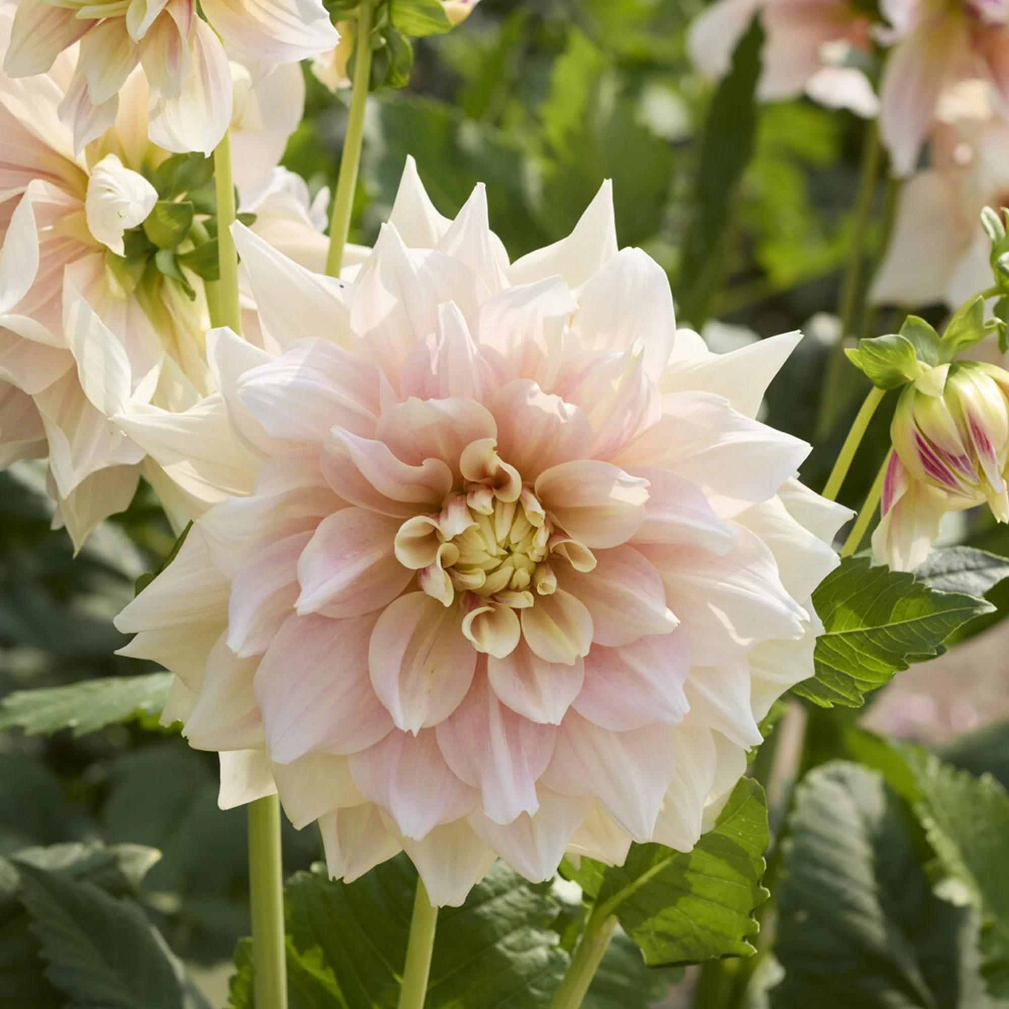 Dahlia à grandes fleurs Break Out - Image 3
