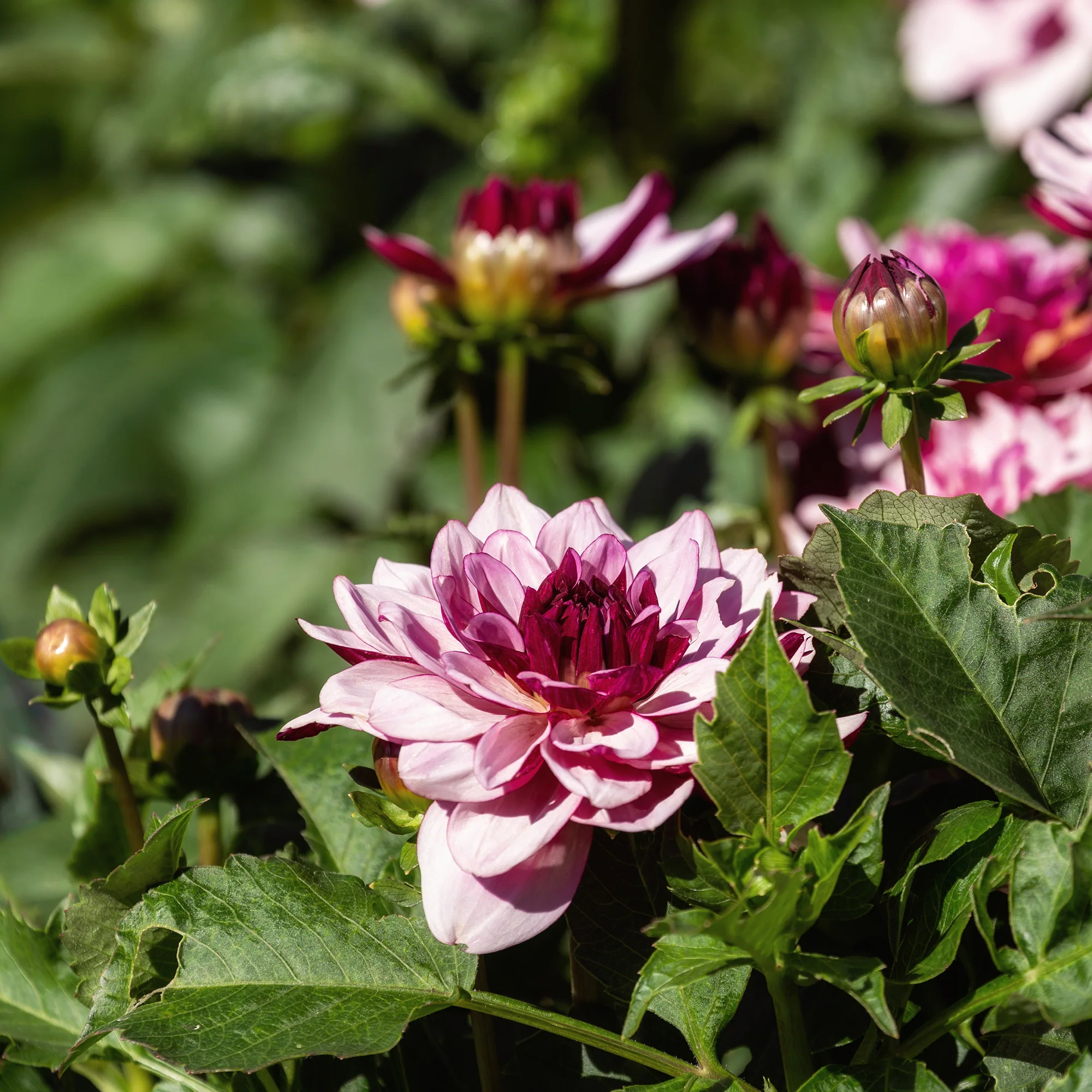 Dahlia décoratif Crème de Cassis - Image 2