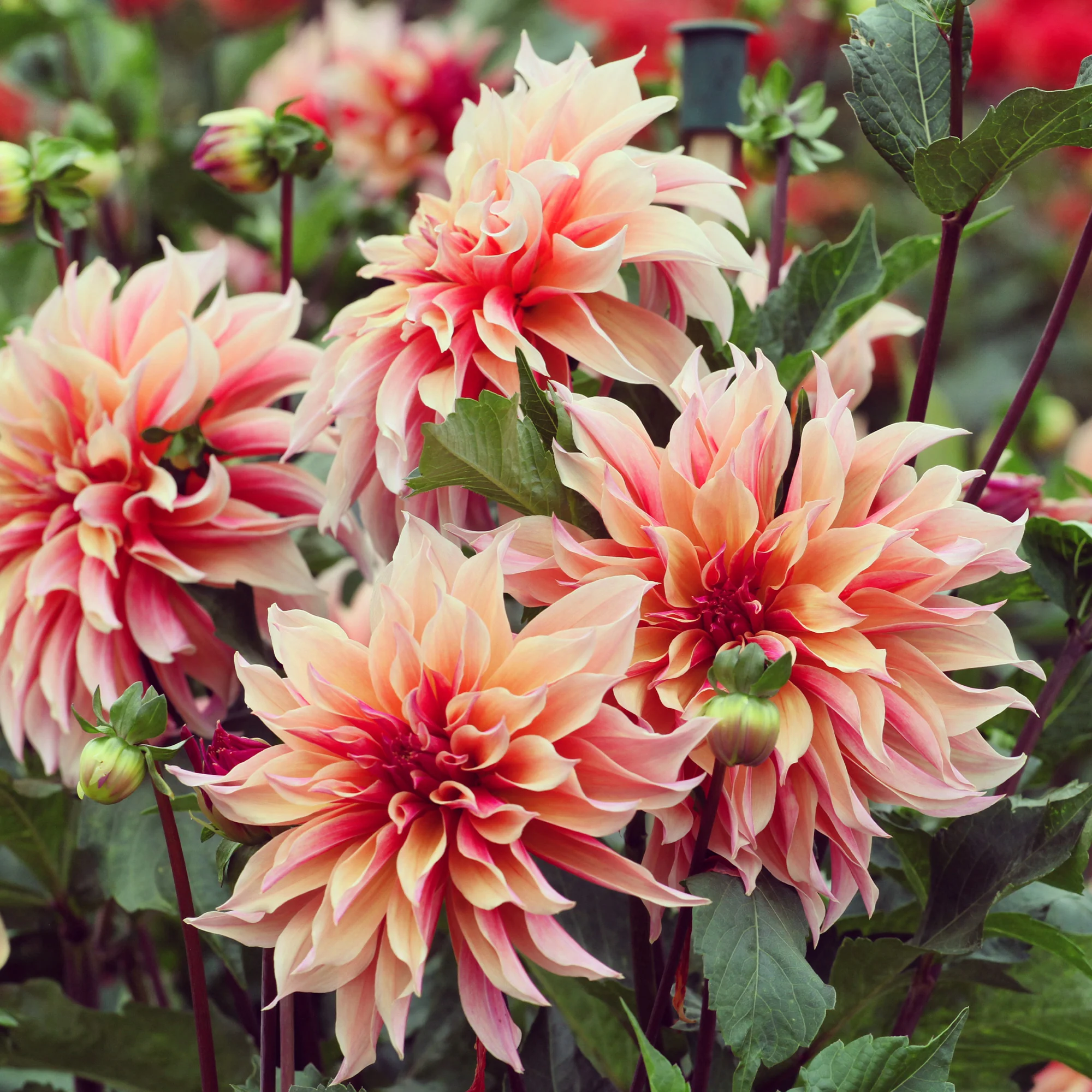 Dahlia décoratifs Labyrinth - Image 2