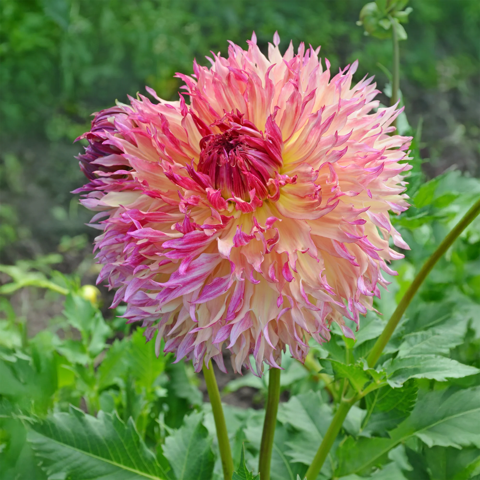 Dahlia Fubuki Myrtle's Folly