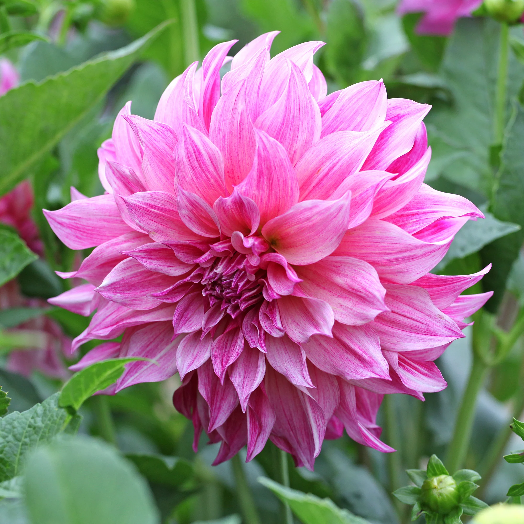 Dahlia géant Café au Lait Rose - Image 2