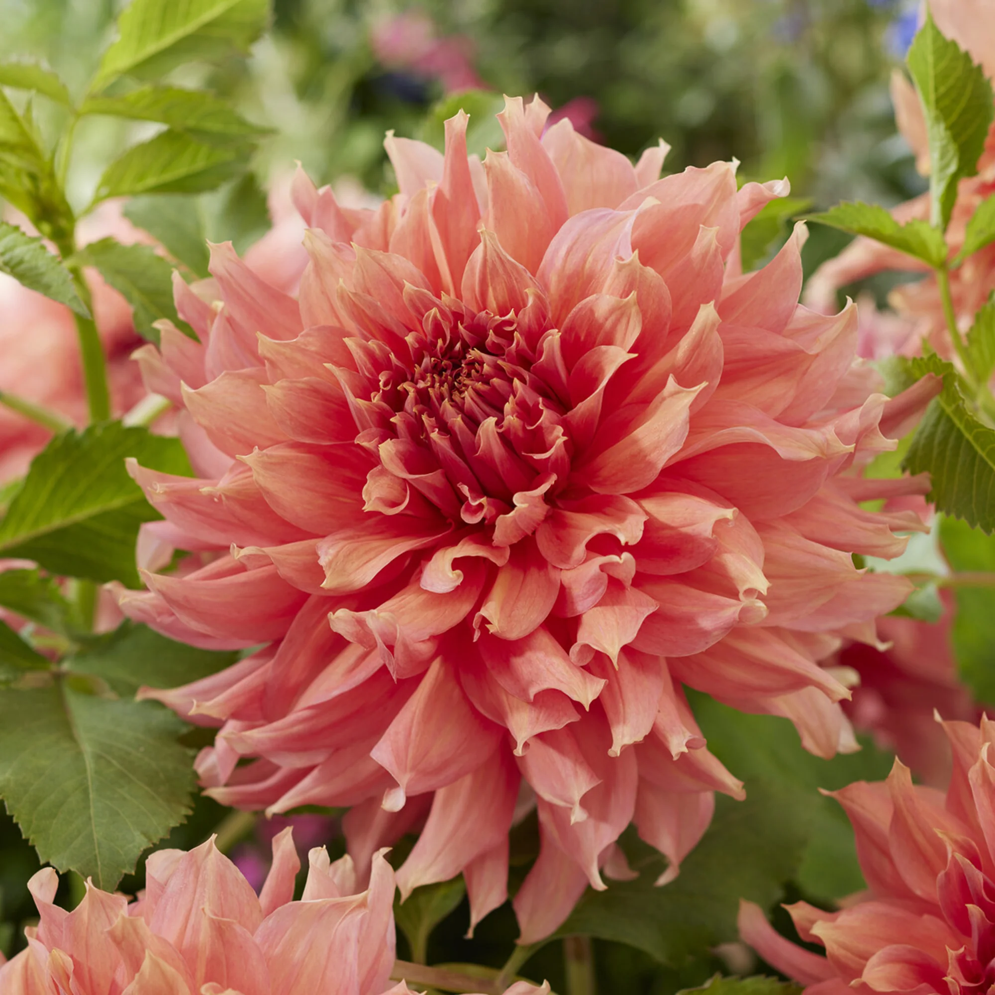 Dahlia géant Fairway Spur