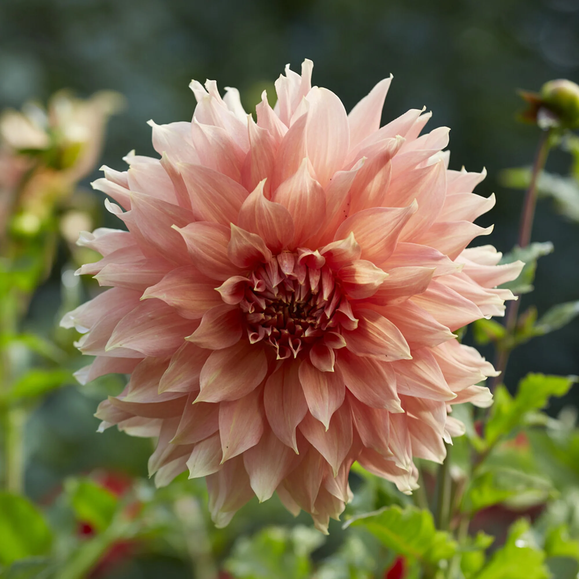 Dahlia géant Fairway Spur - Image 2