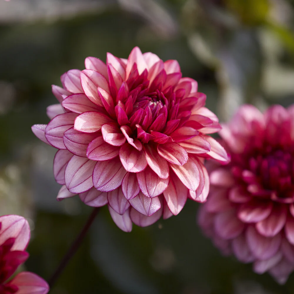 Dahlia Molly Raven