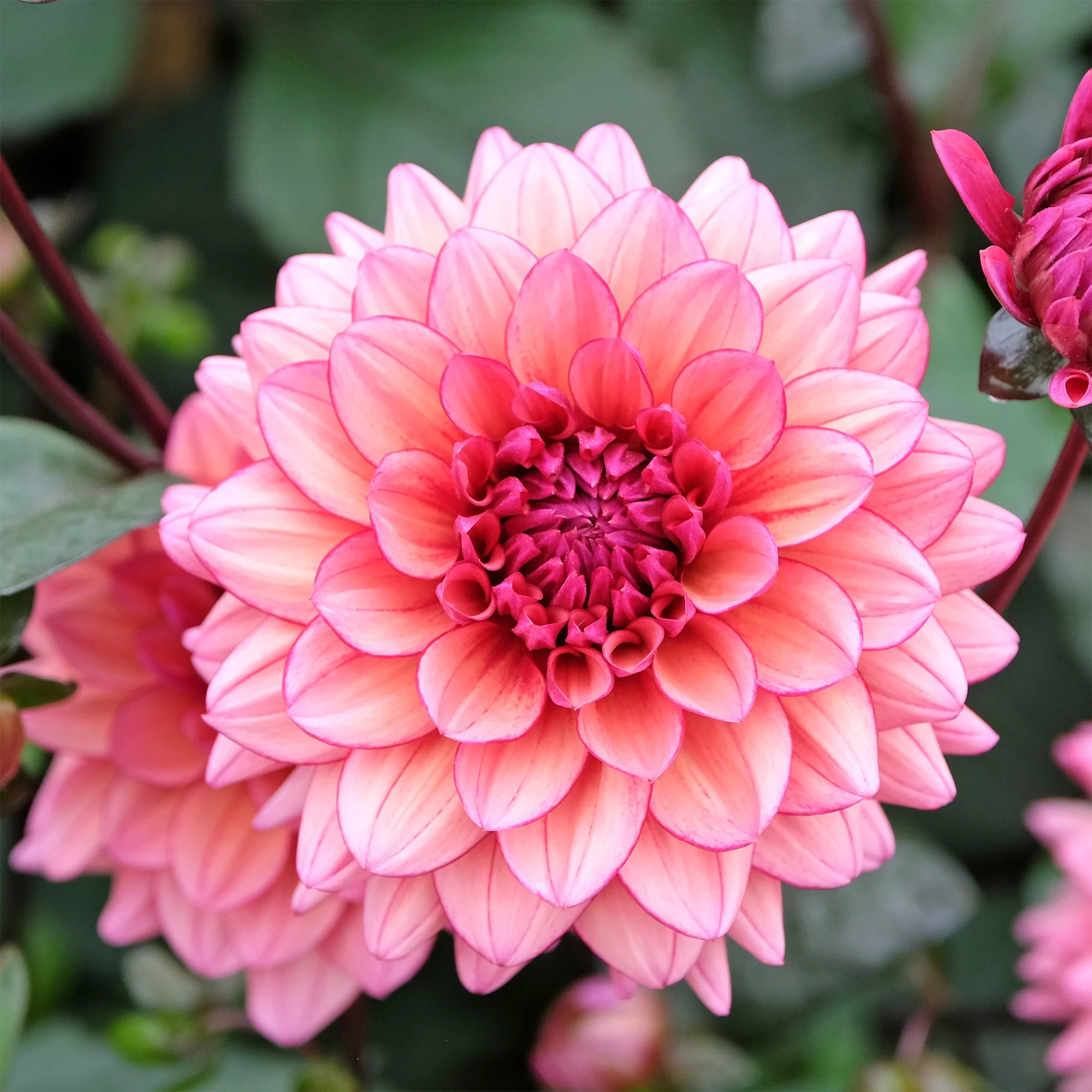 Dahlia Molly Raven - Image 2