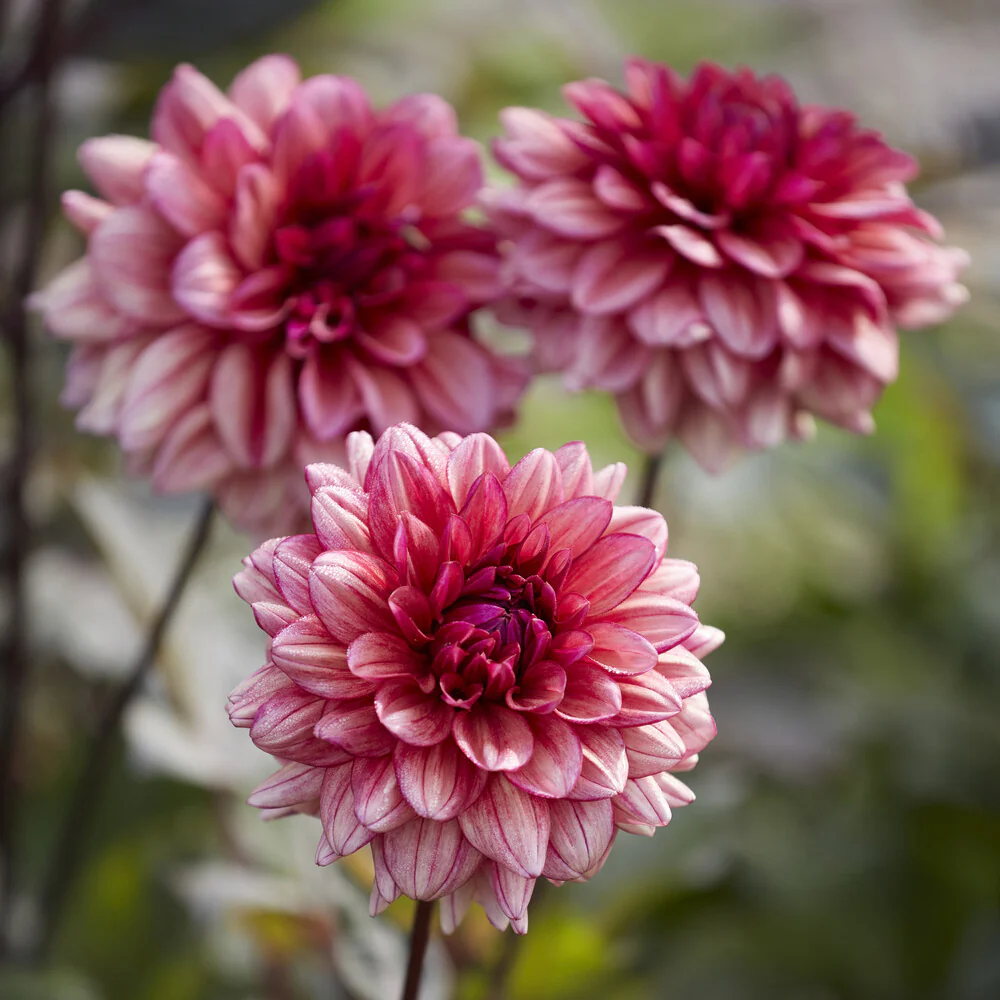 Dahlia Molly Raven - Image 3