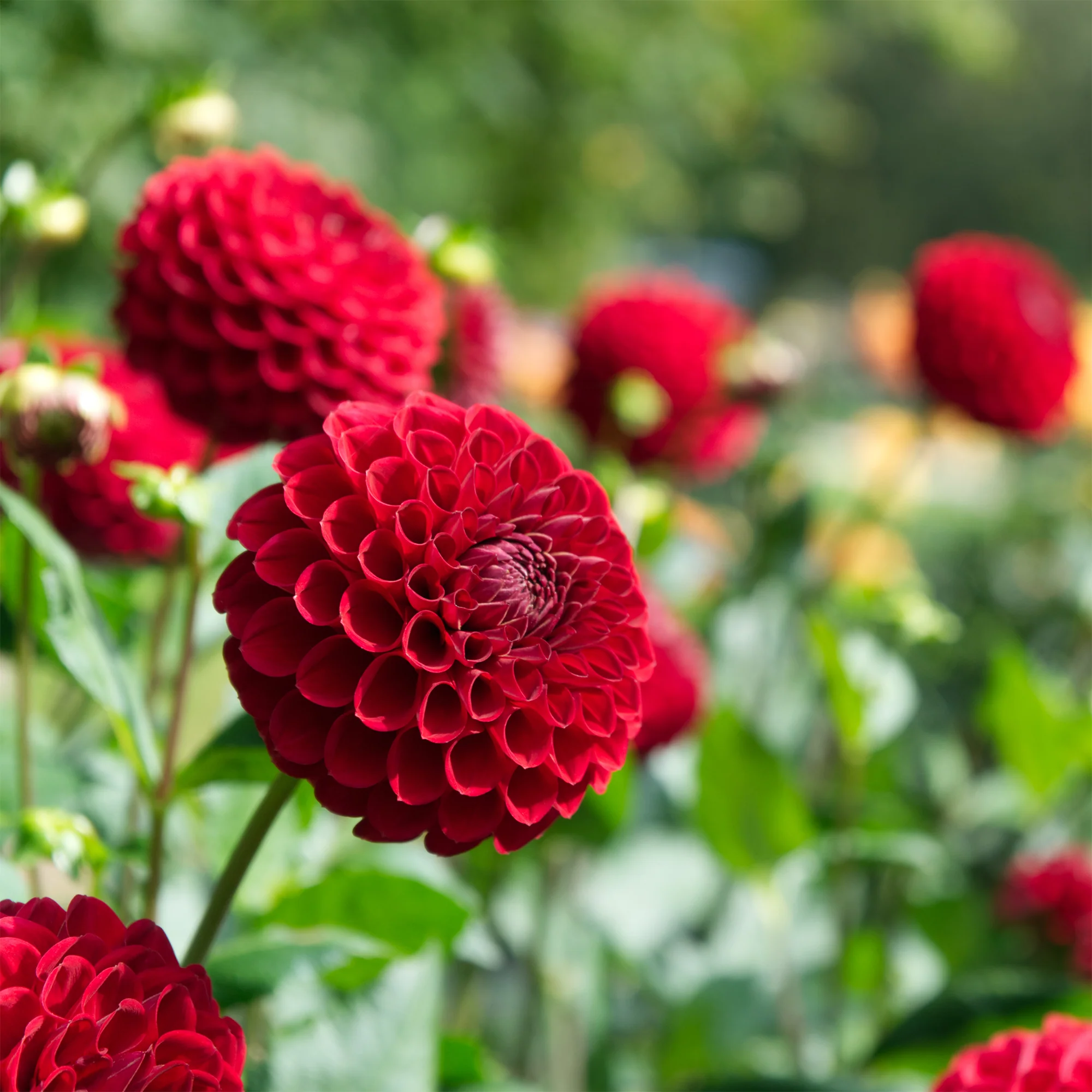 Dahlia Ball Cornel