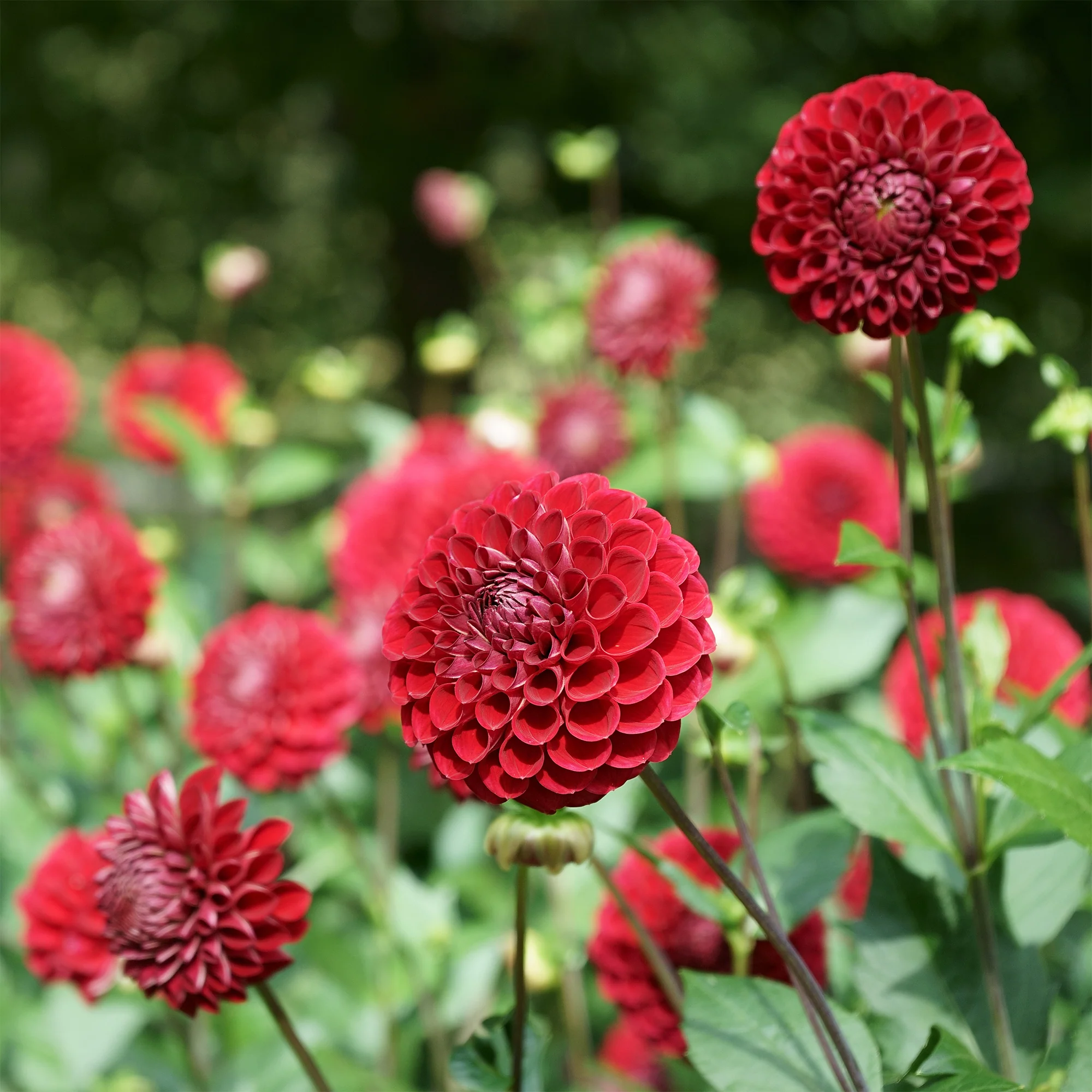 Dahlia Ball Cornel - Image 2