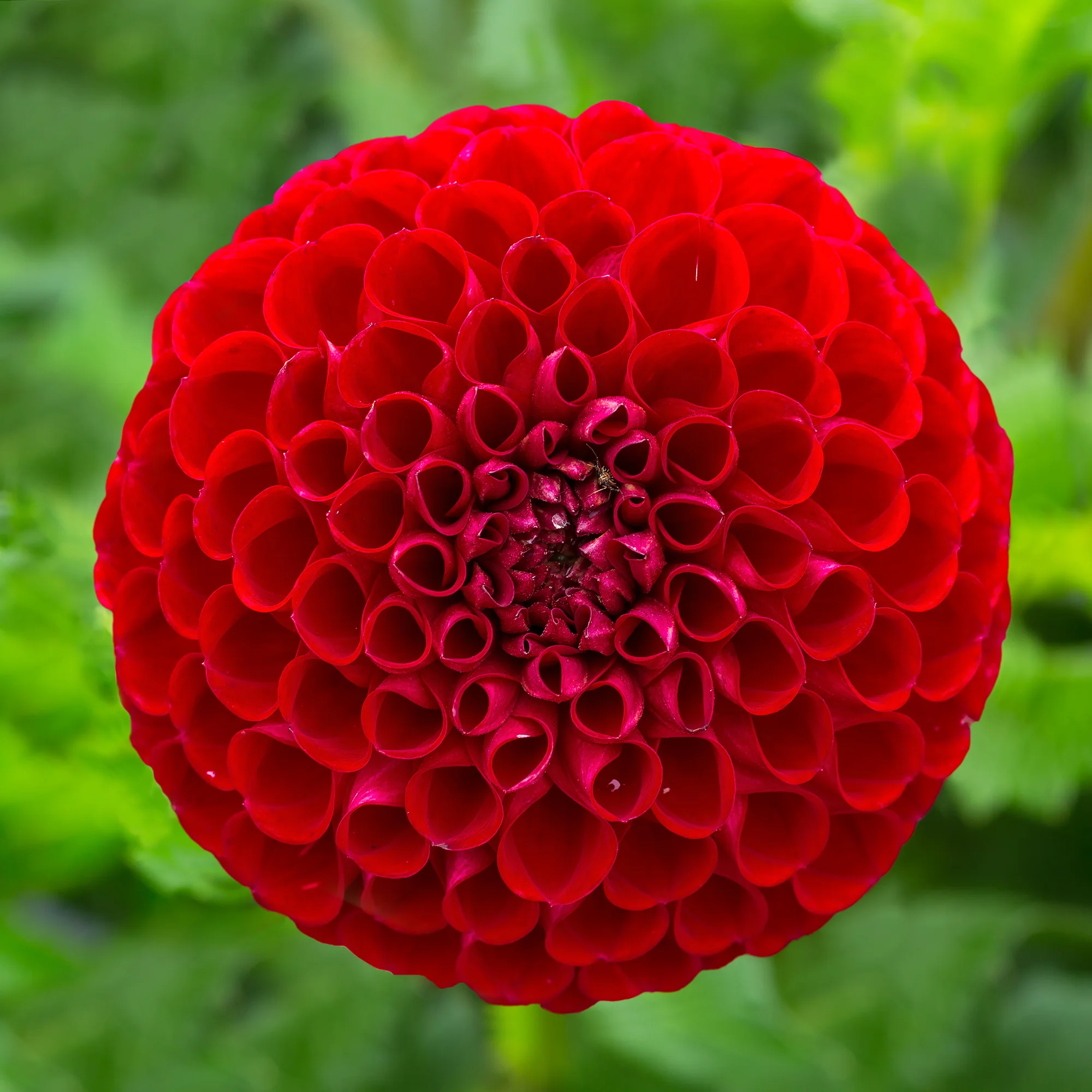 Dahlia Ball Cornel - Image 3