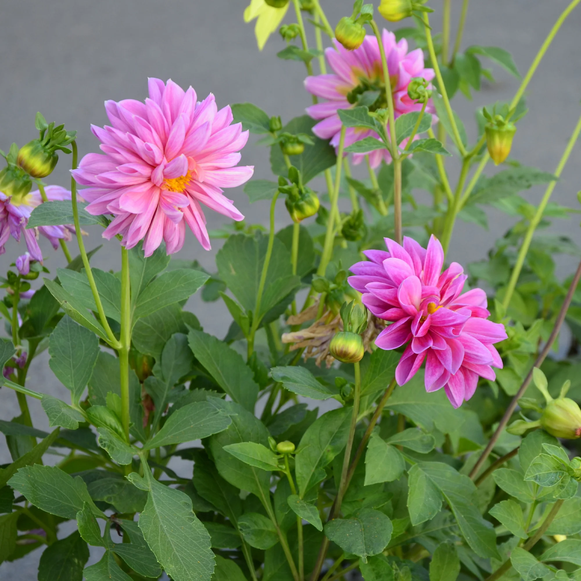 Dahlia rose - Image 2
