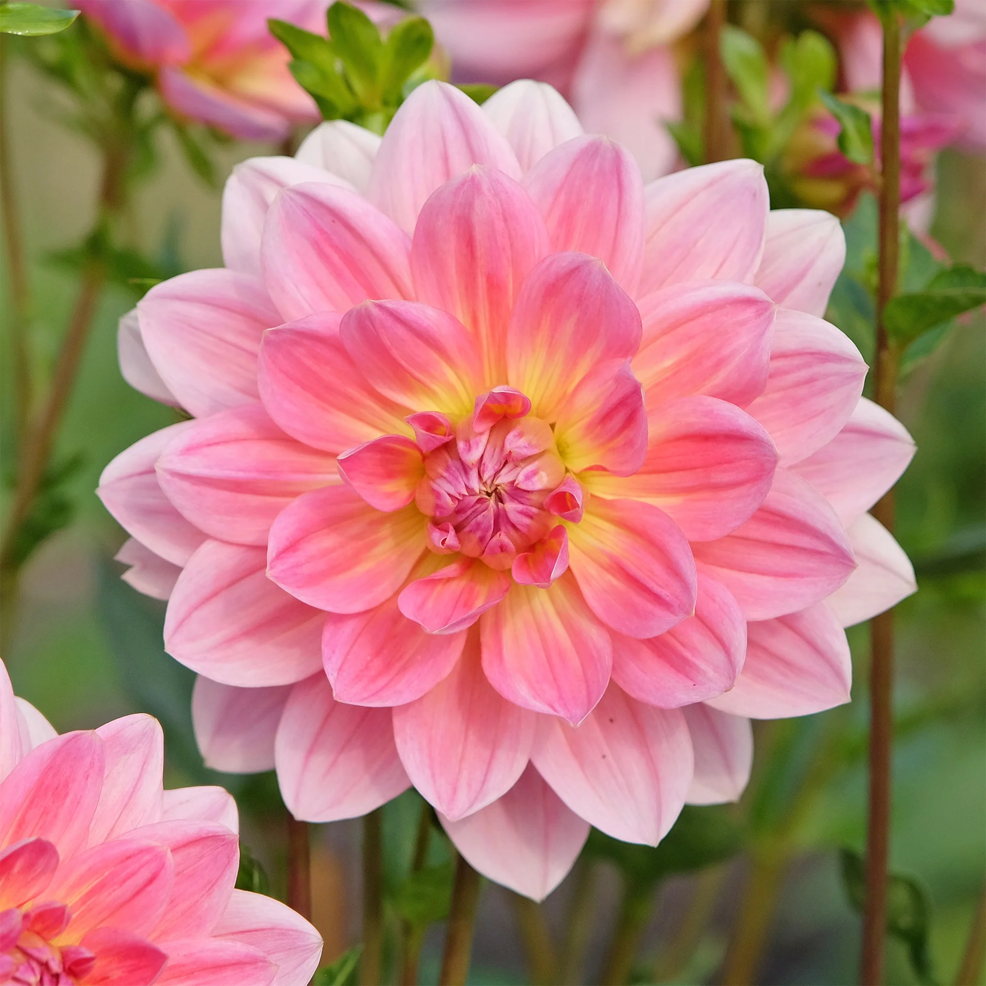 Dahlia Twiggy