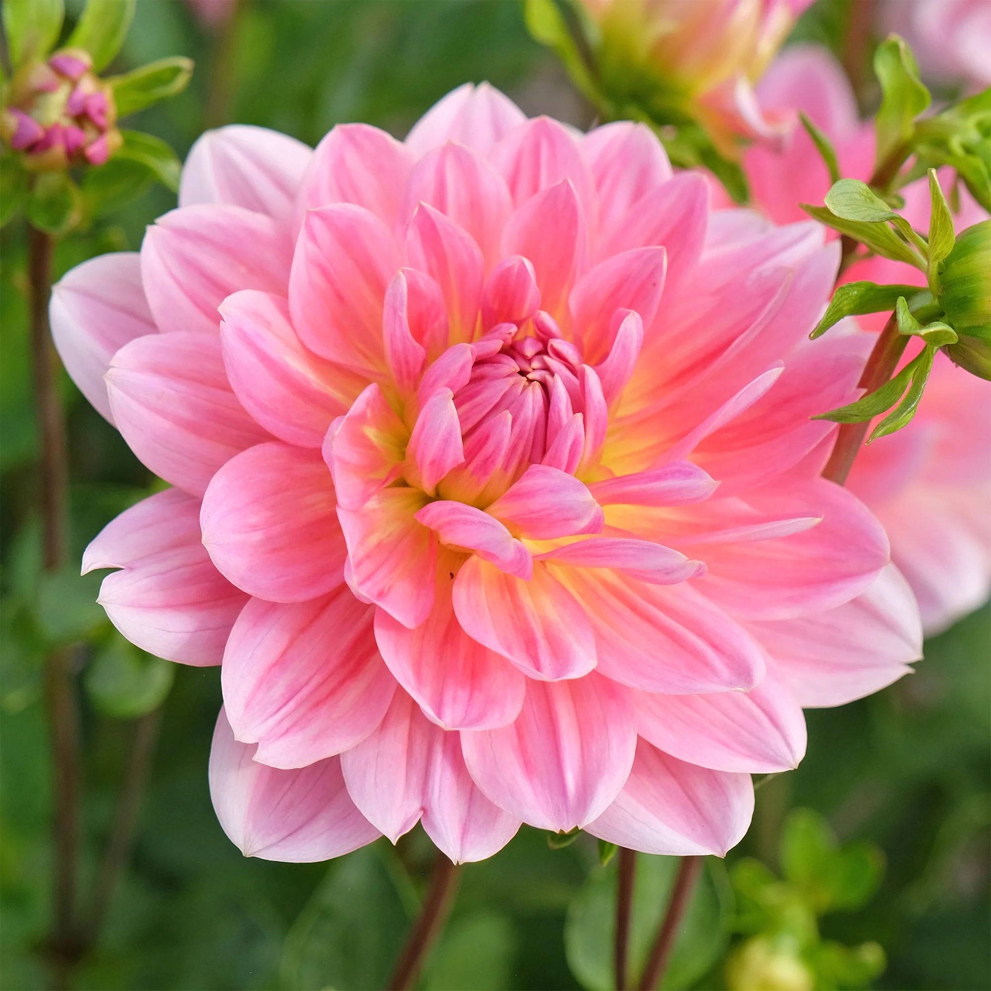 Dahlia Twiggy - Image 4