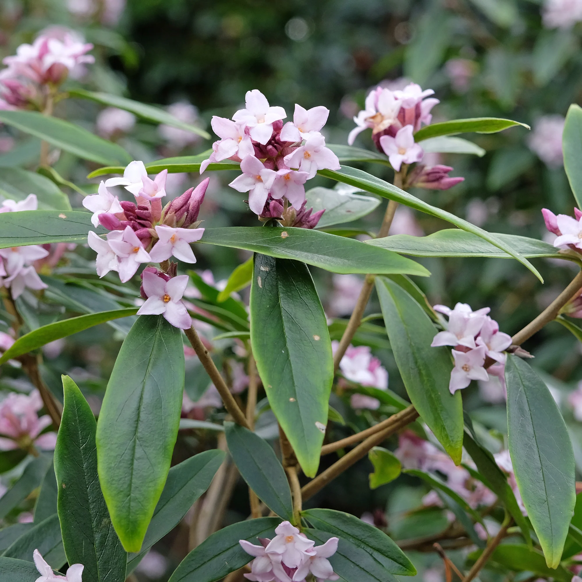 Daphne Spring Beauty®