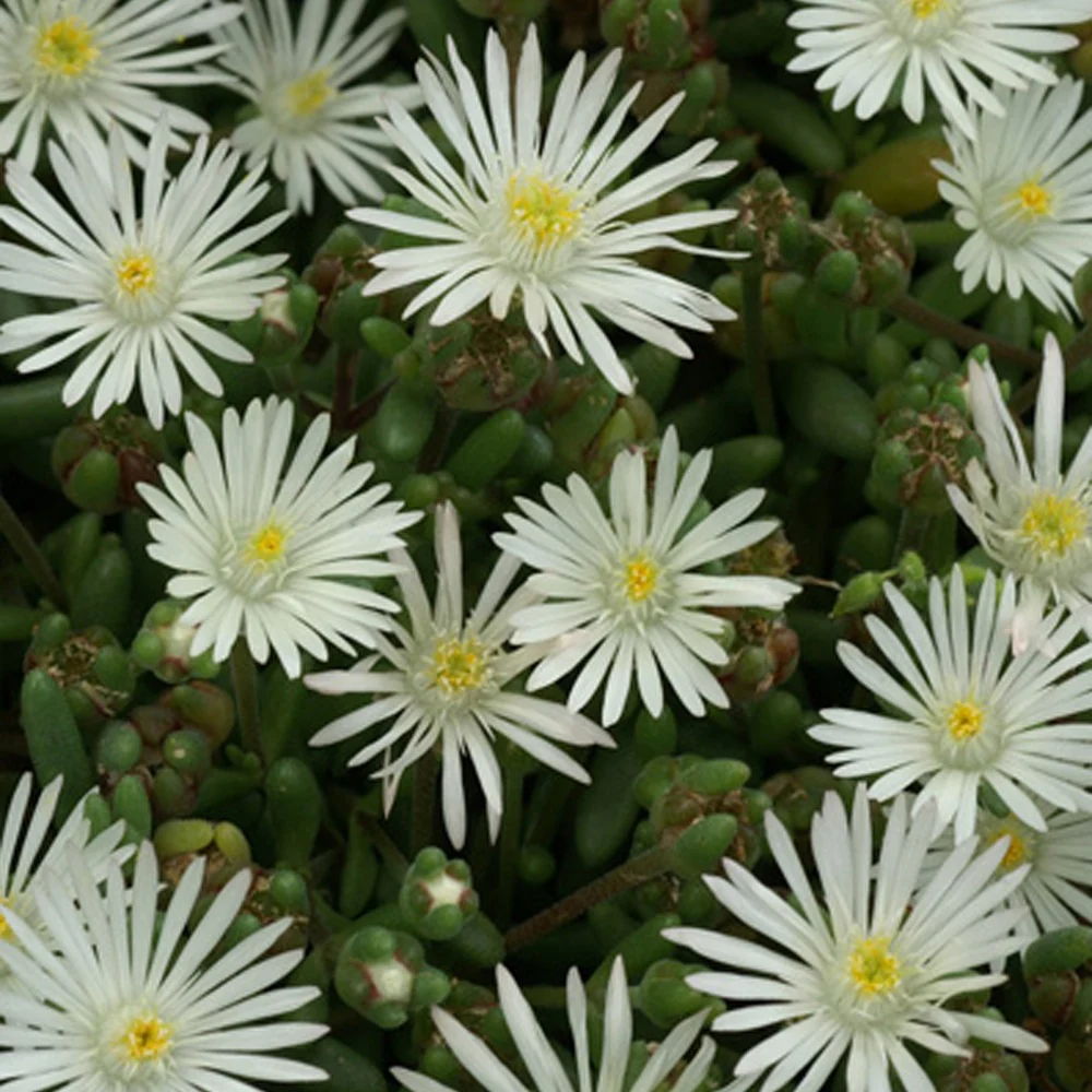 Delosperma Graaf Reinet