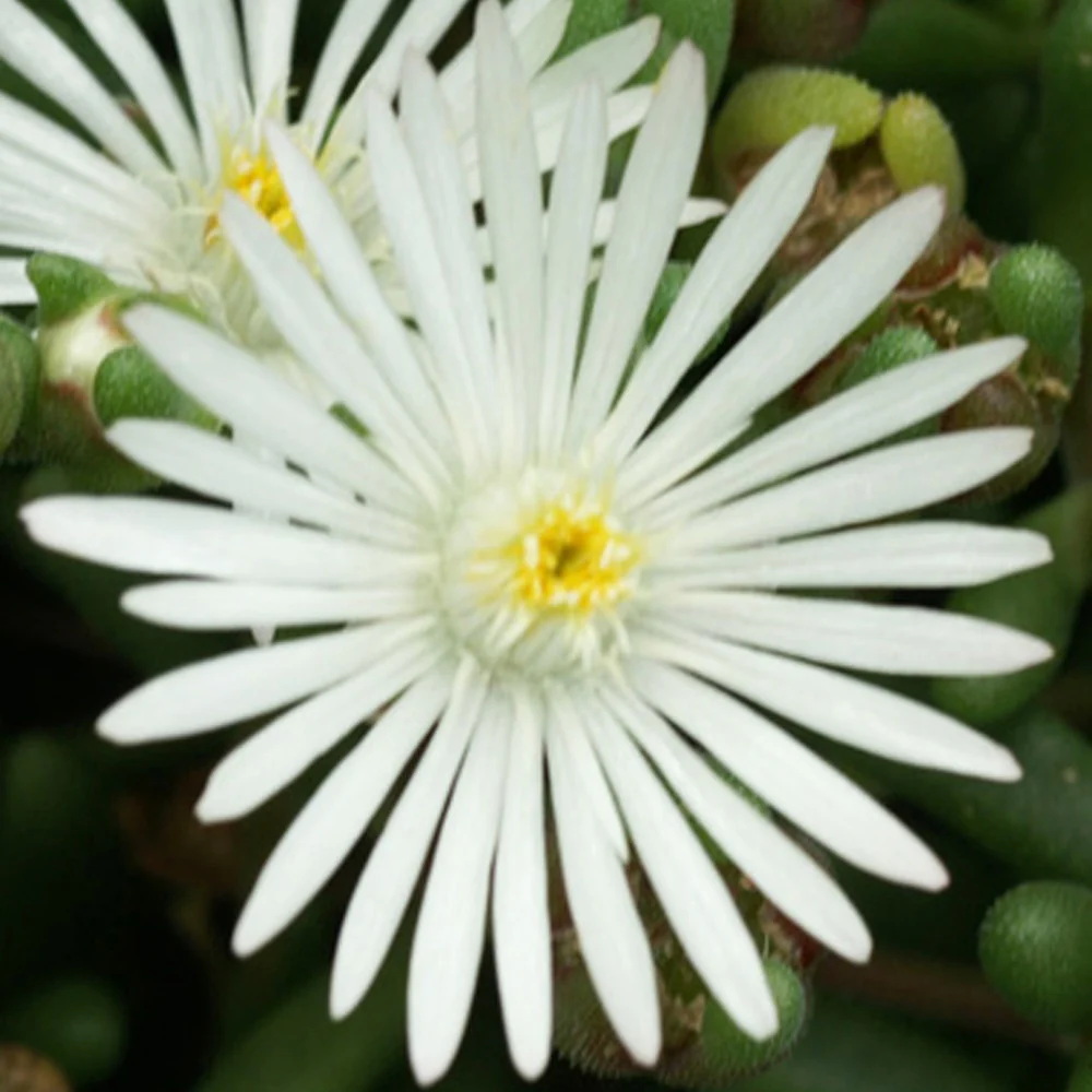 Delosperma Graaf Reinet - Image 2