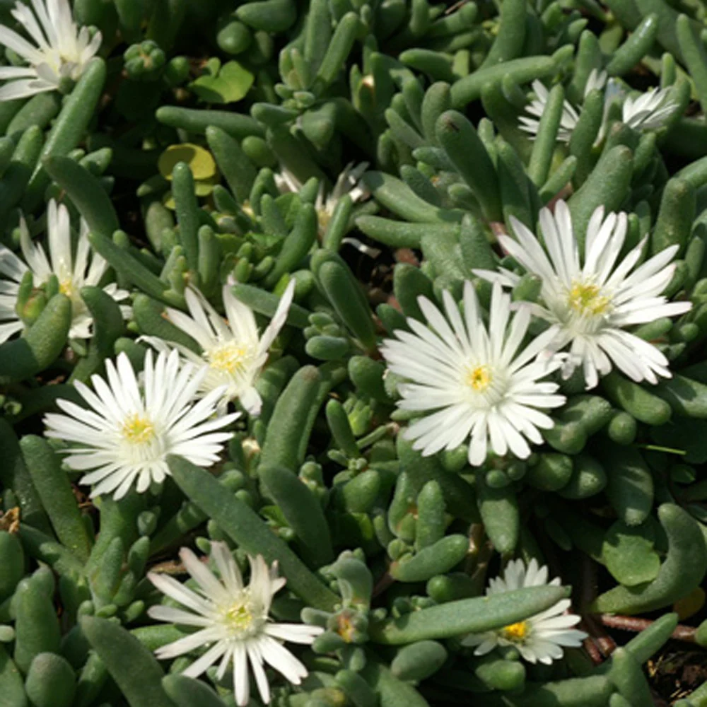 Delosperma Graaf Reinet - Image 3