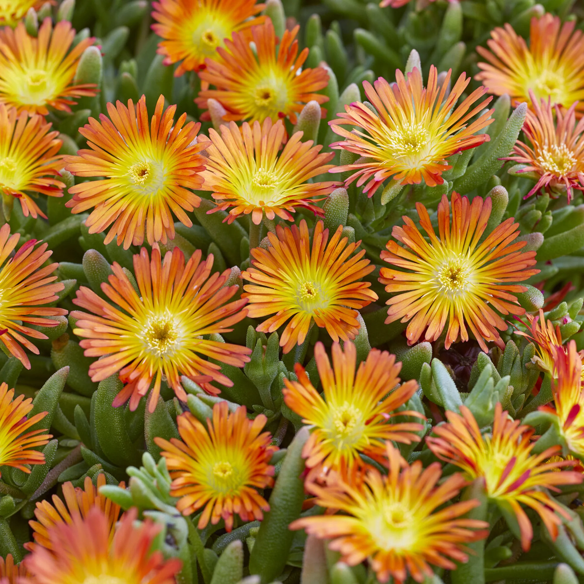 Delosperma Wheels of Wonder® Orange - Image 3