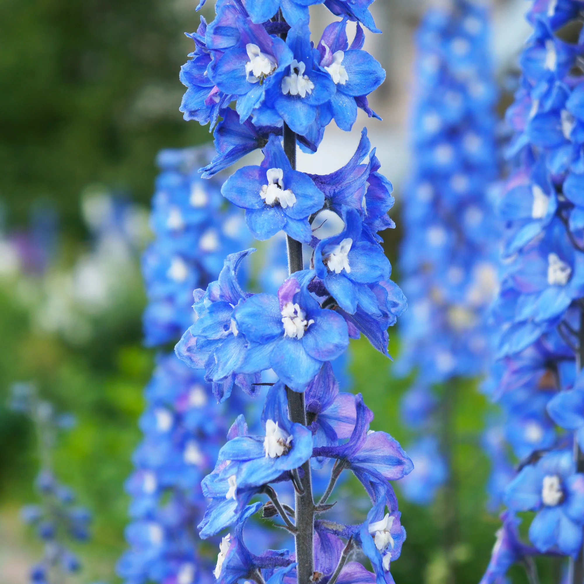 Delphinium géant Blue Bird