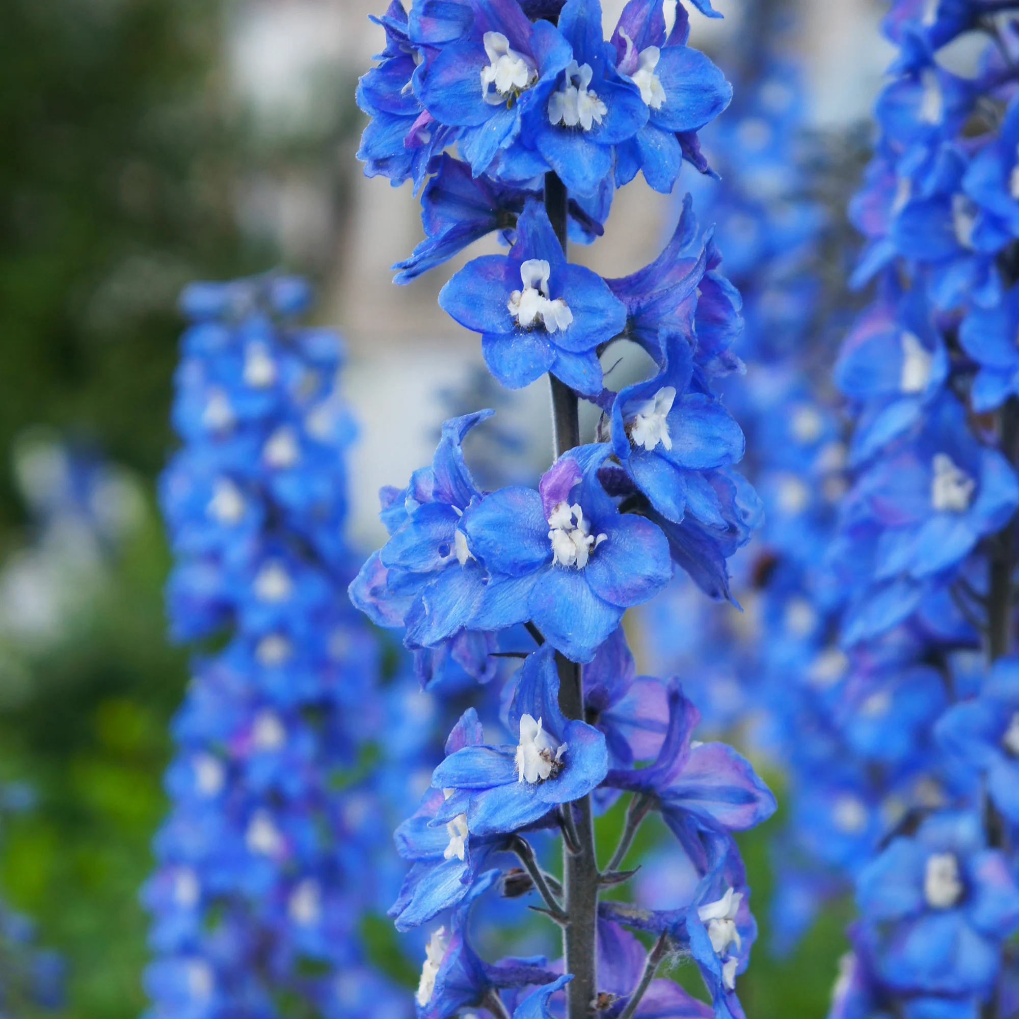 Delphinium géant Blue Bird - Image 2