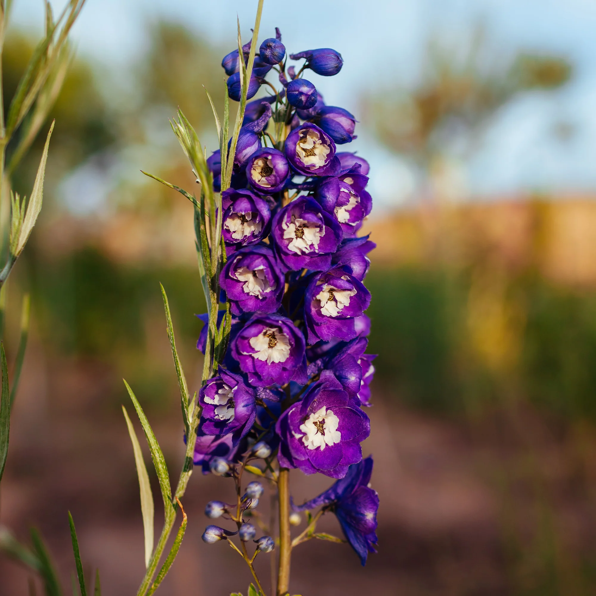Delphinium géant King Arthur - Image 3