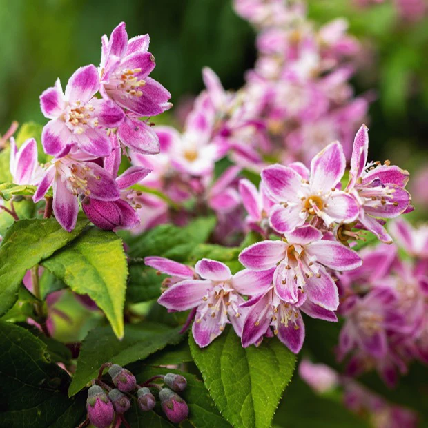 Deutzia Champ de fraise - Image 2