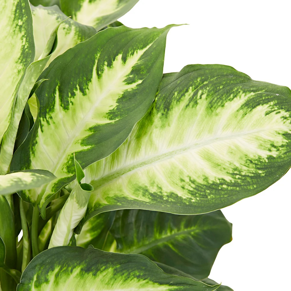 Dieffenbachia Camilla - Image 2
