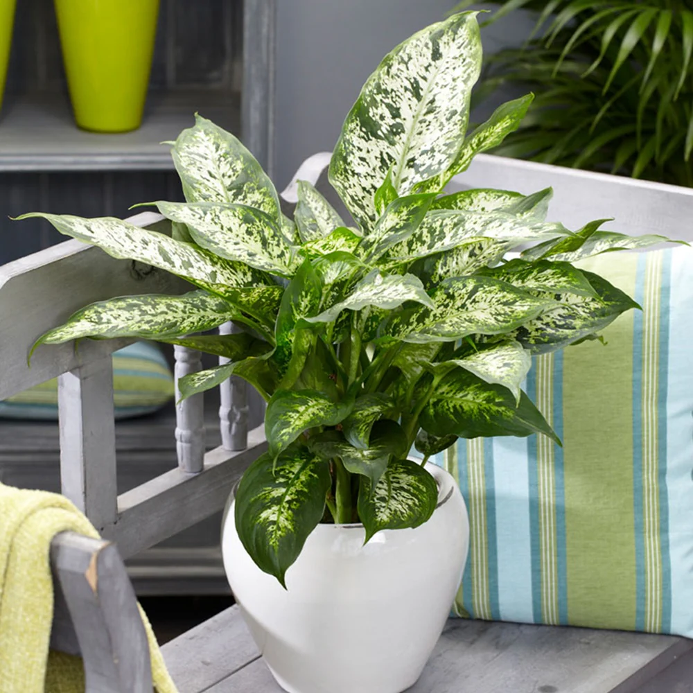 Dieffenbachia Compacta
