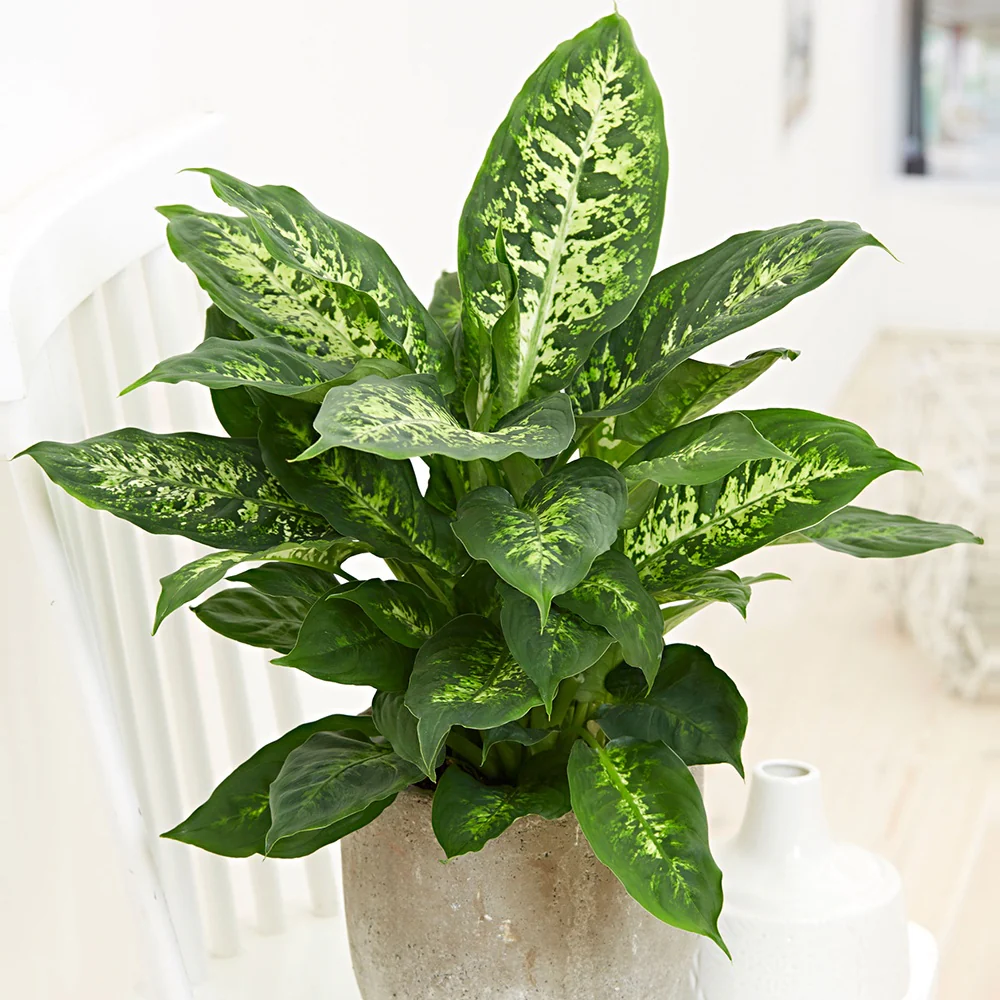 Dieffenbachia Compacta - Image 2