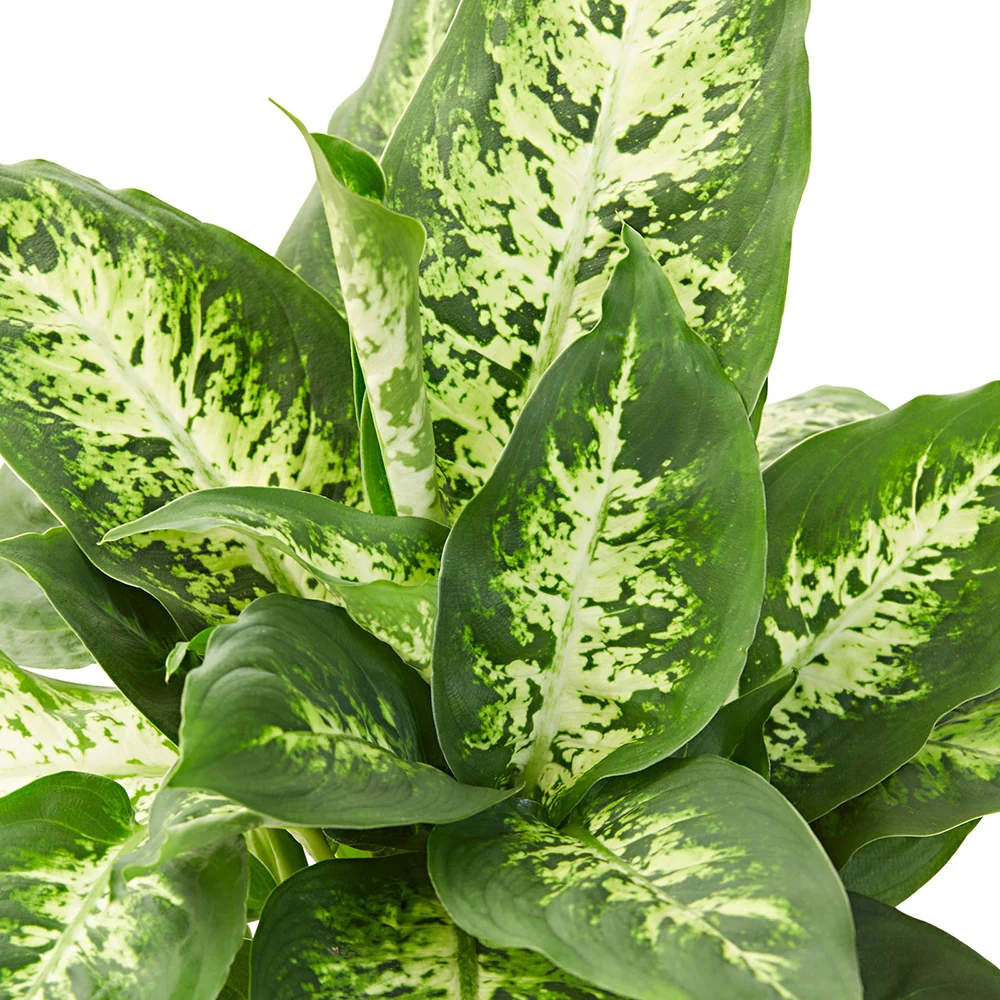 Dieffenbachia Compacta - Image 3