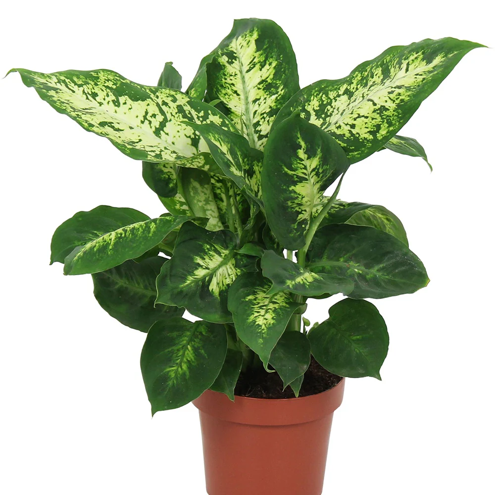 Dieffenbachia Compacta - Image 4