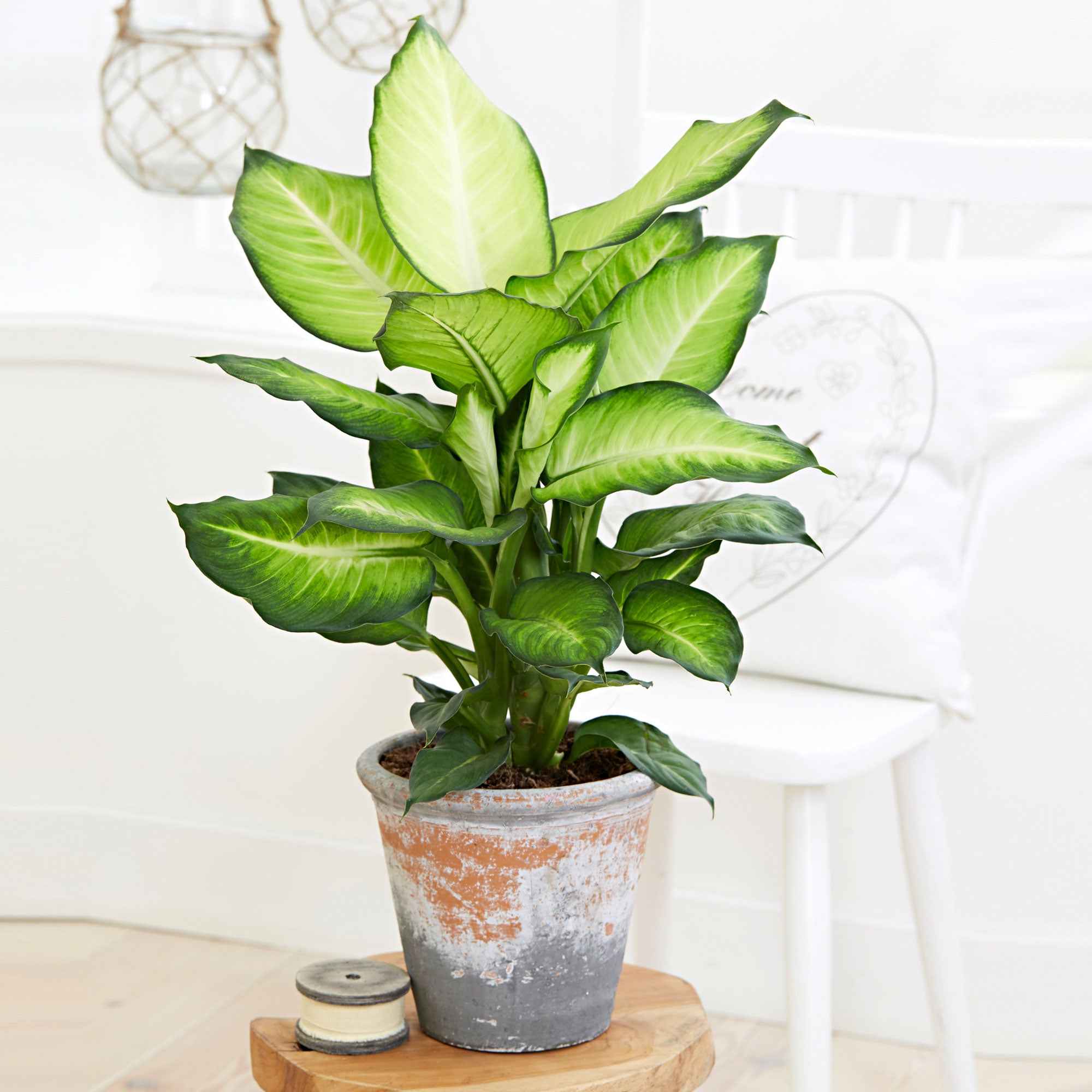 Dieffenbachia Summer Style