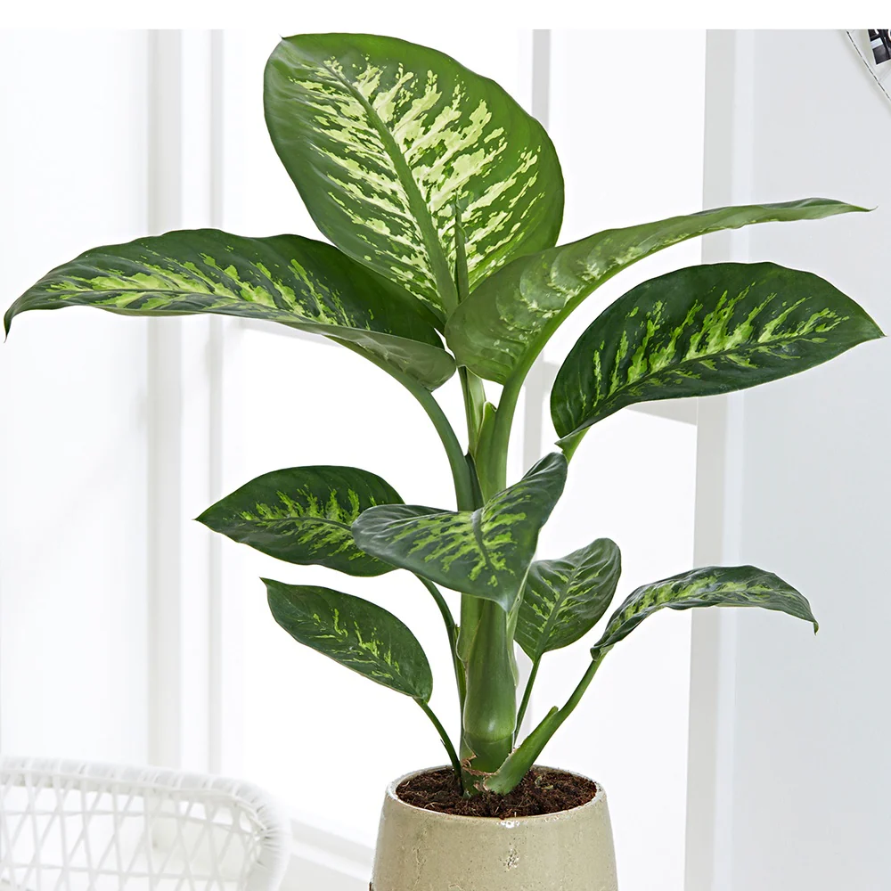 Dieffenbachia Tropic Snow