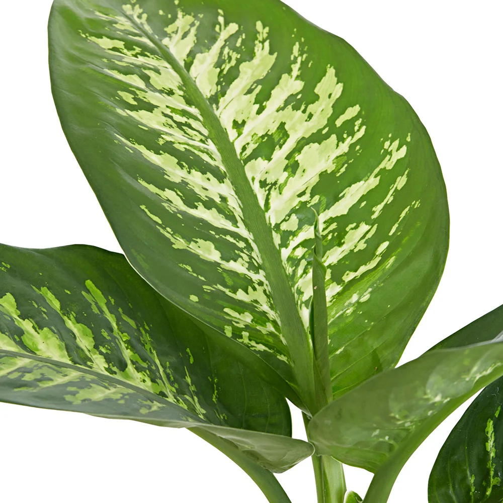 Dieffenbachia Tropic Snow - Image 2