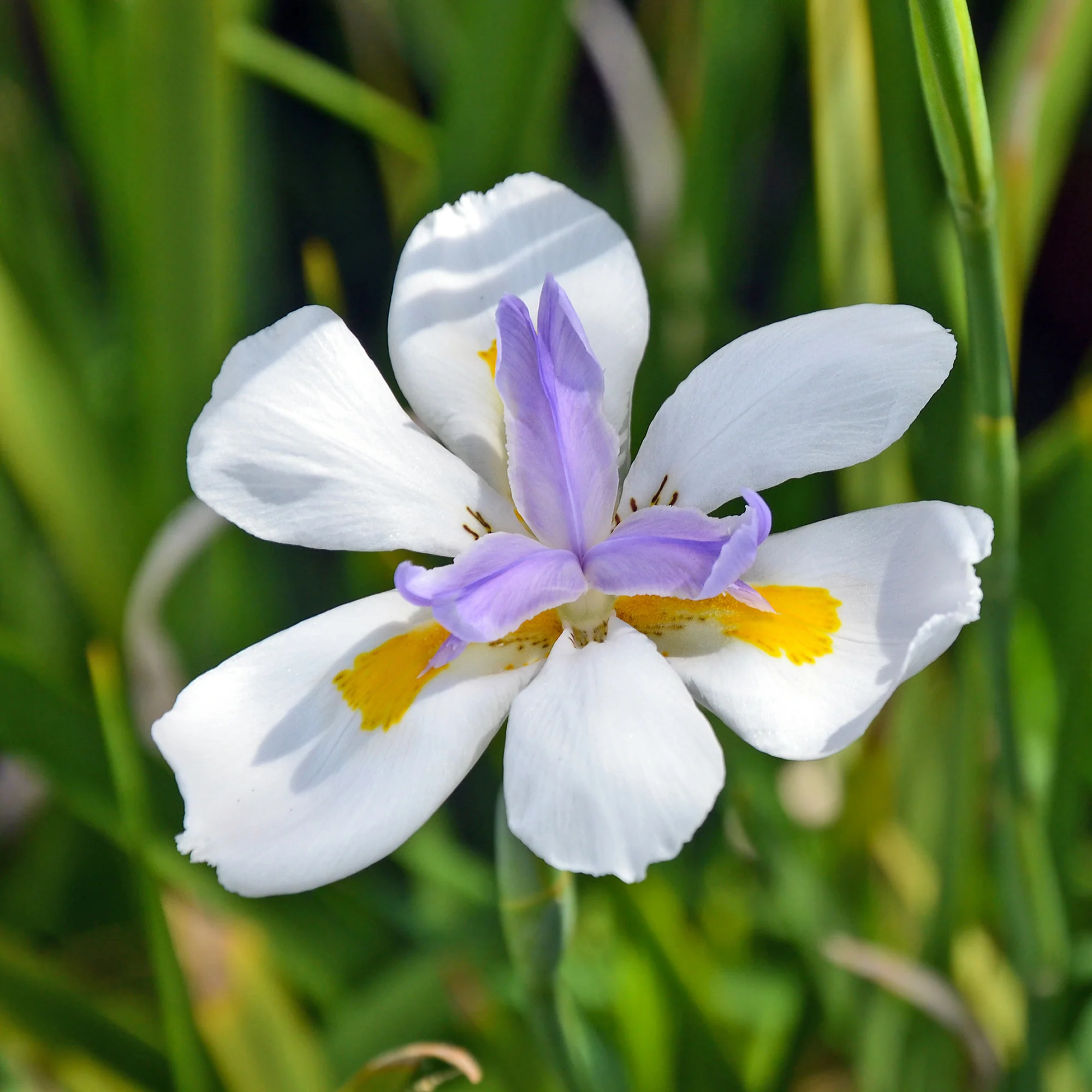 Dietes à grandes fleurs