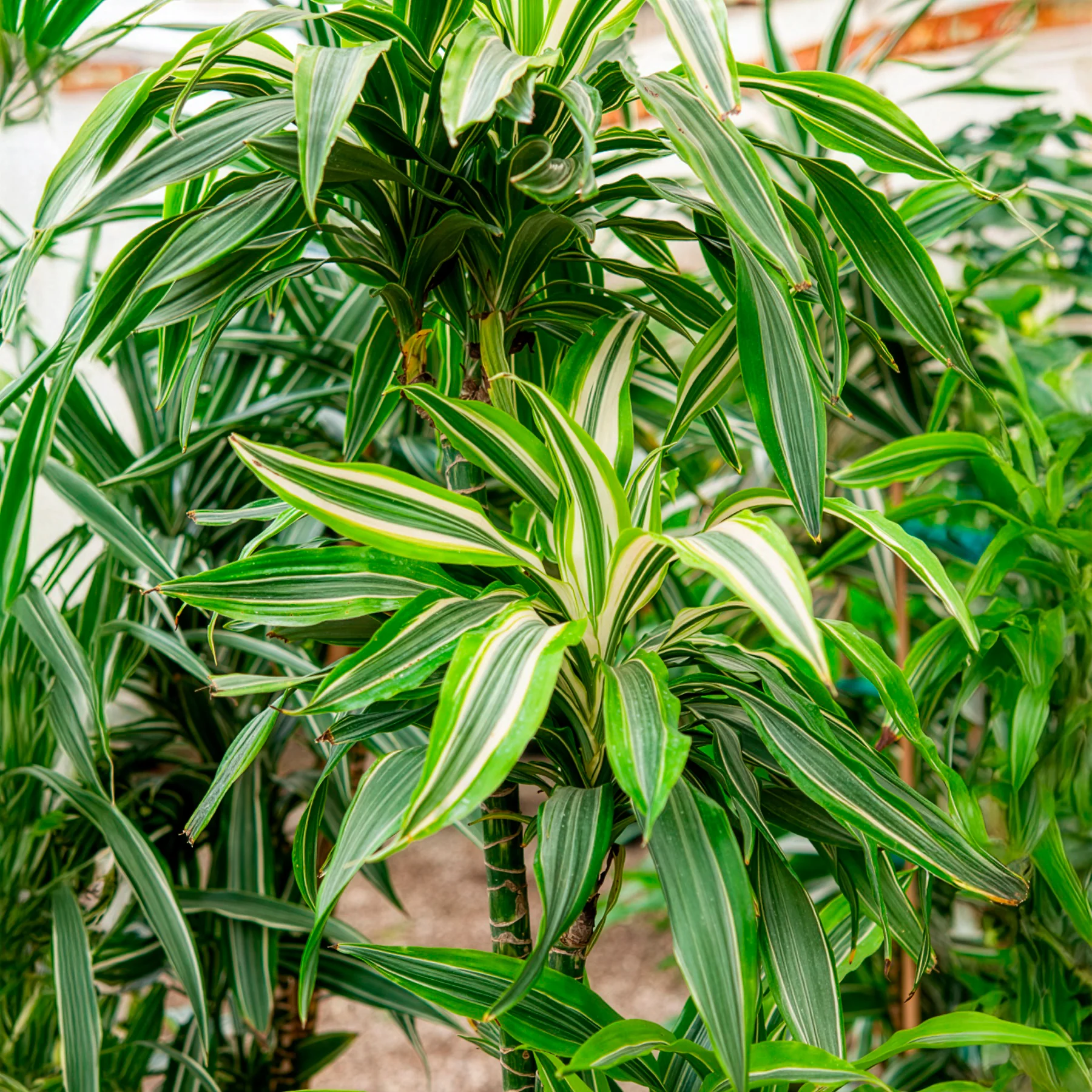 Dracaena Warneckei - Image 2