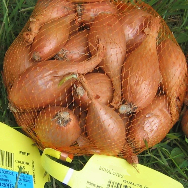 Echalote Jermor type cuisse de poulet - Image 3