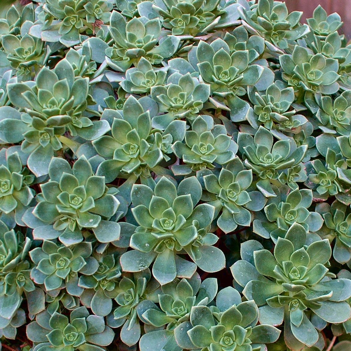 Echeveria - Aeonium Haworthii