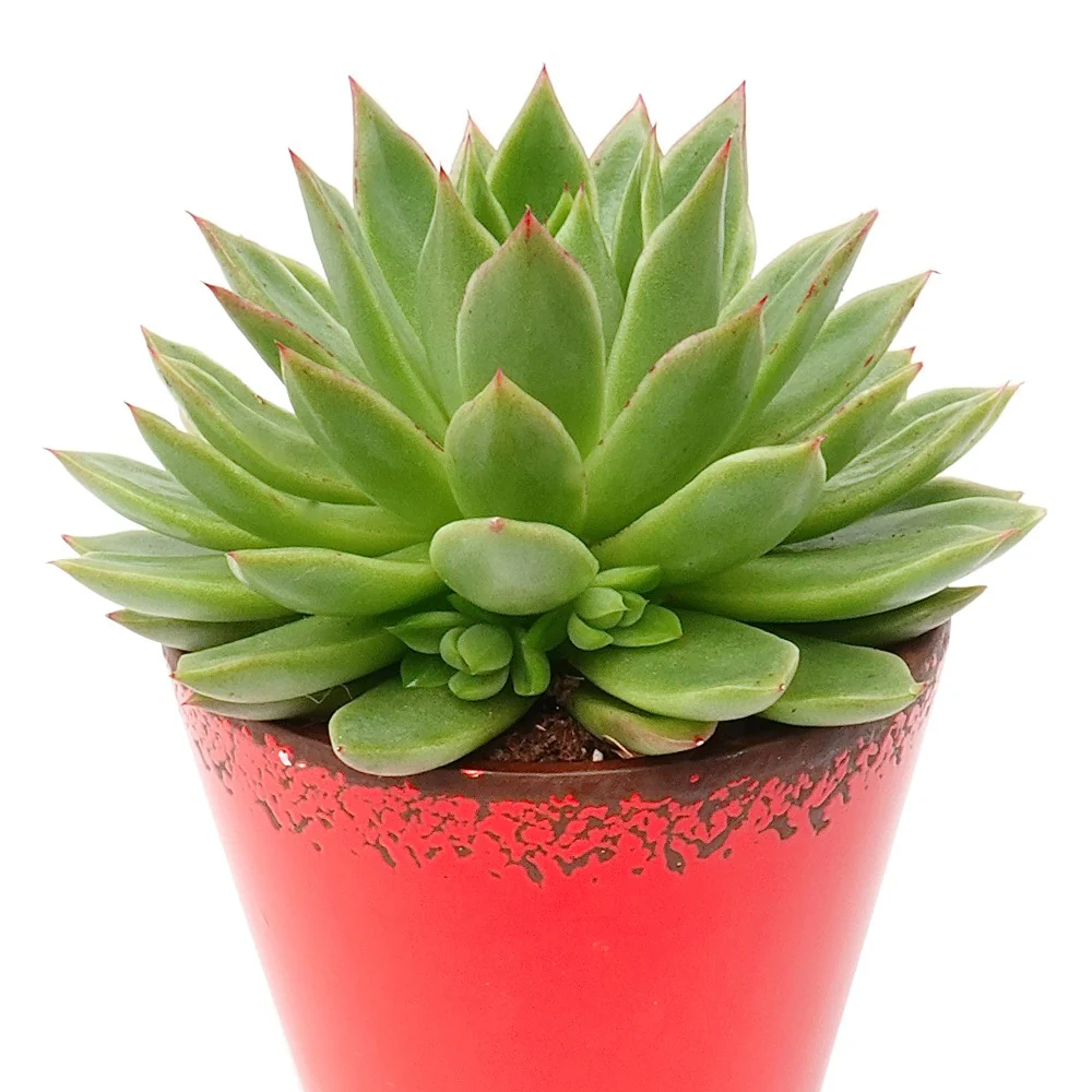 Echeveria agavoides