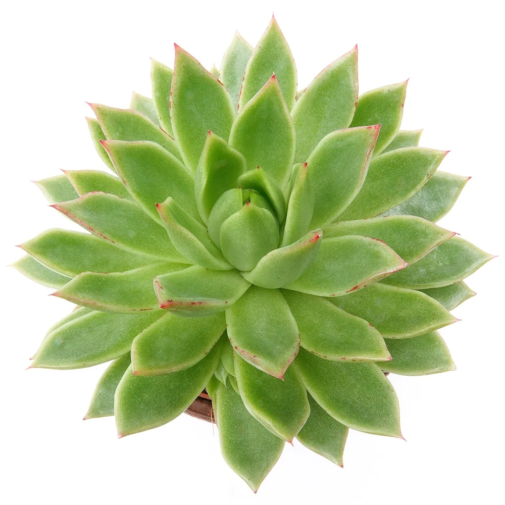 Echeveria agavoides - Image 2