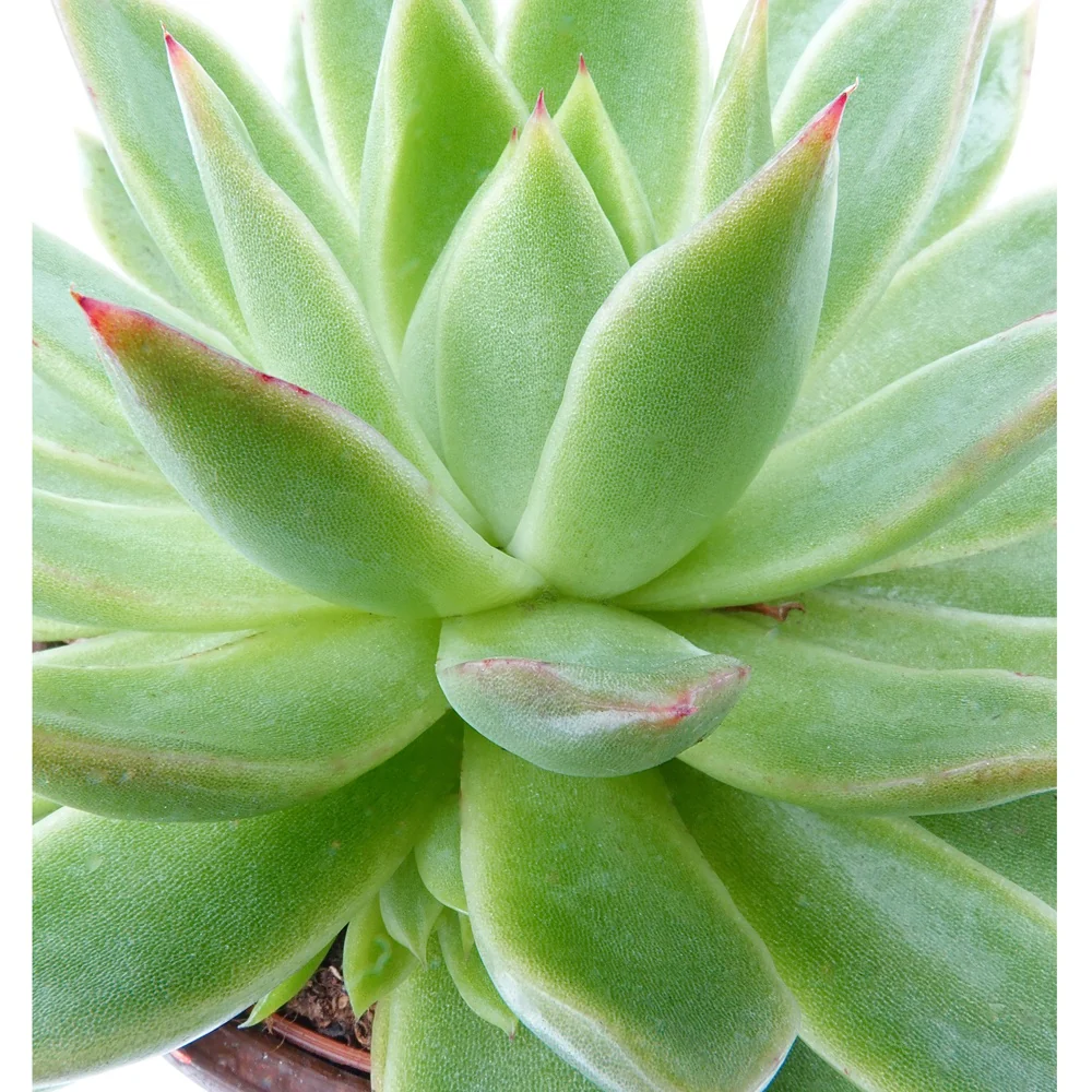 Echeveria agavoides - Image 3